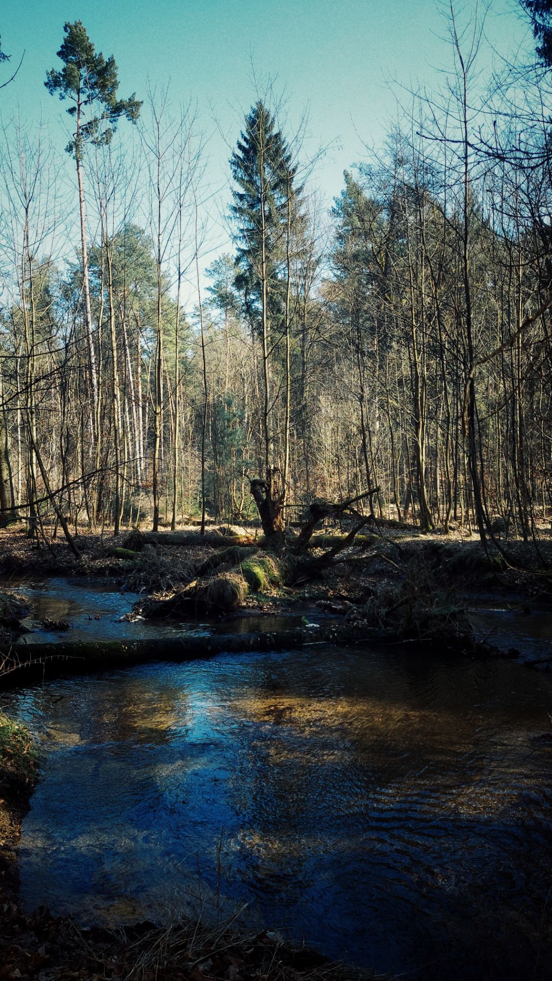 A river flowing through a light forest.