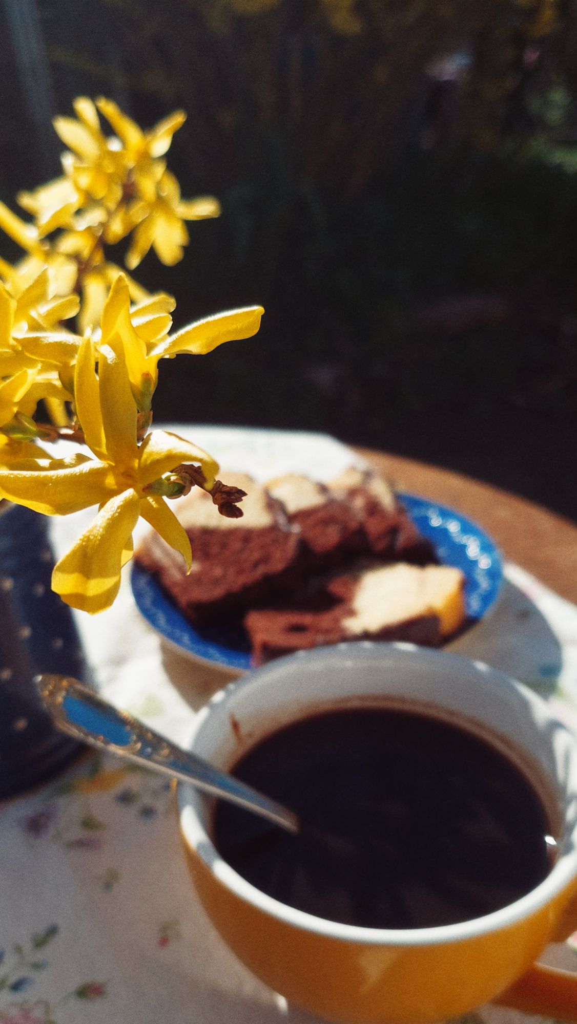 A cup of coffee and cake on a garden table. A Forsythe blossom on a twig on the left.