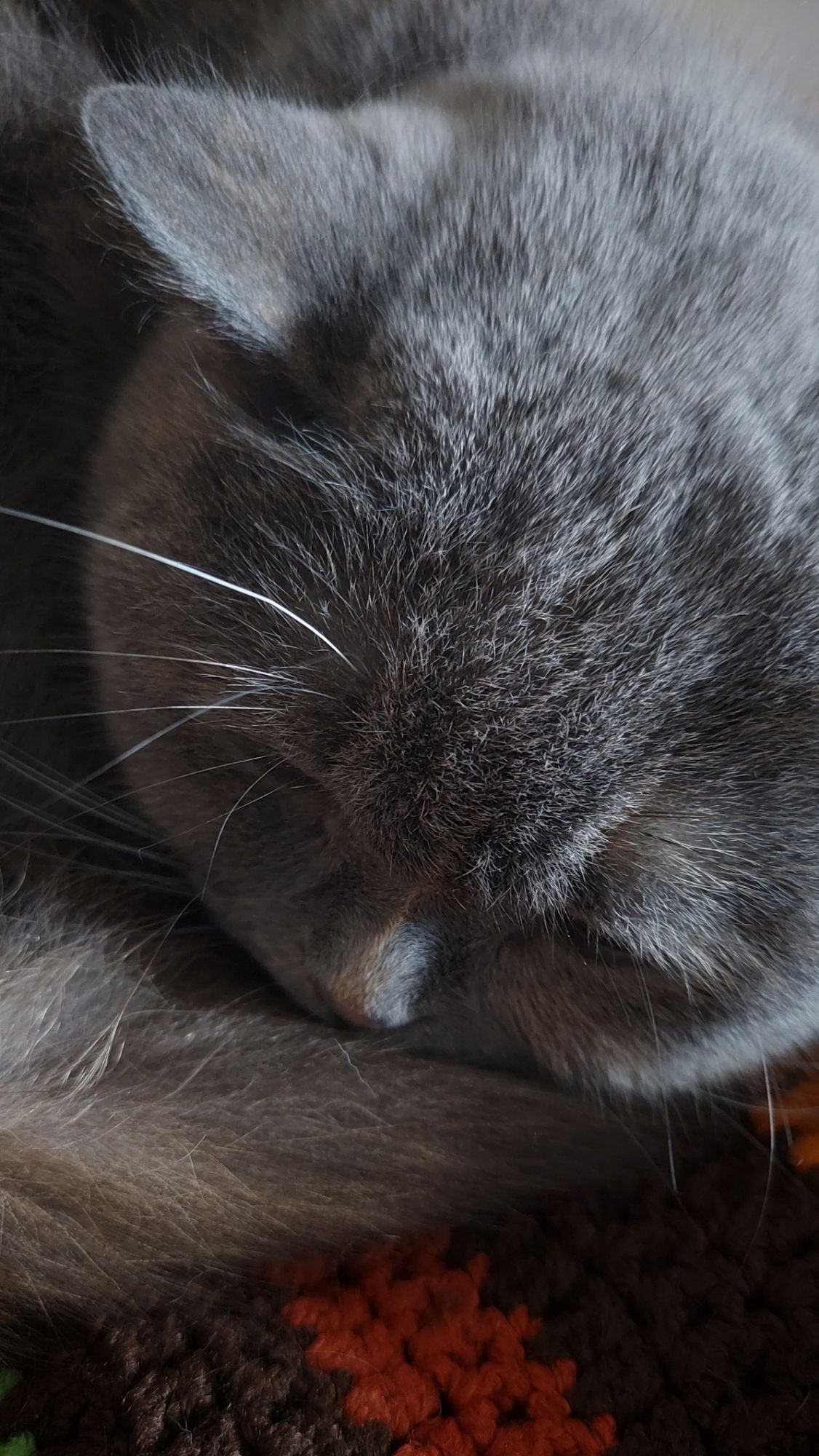 A grey British short hair cat sleeping on a earthtoned sheet.