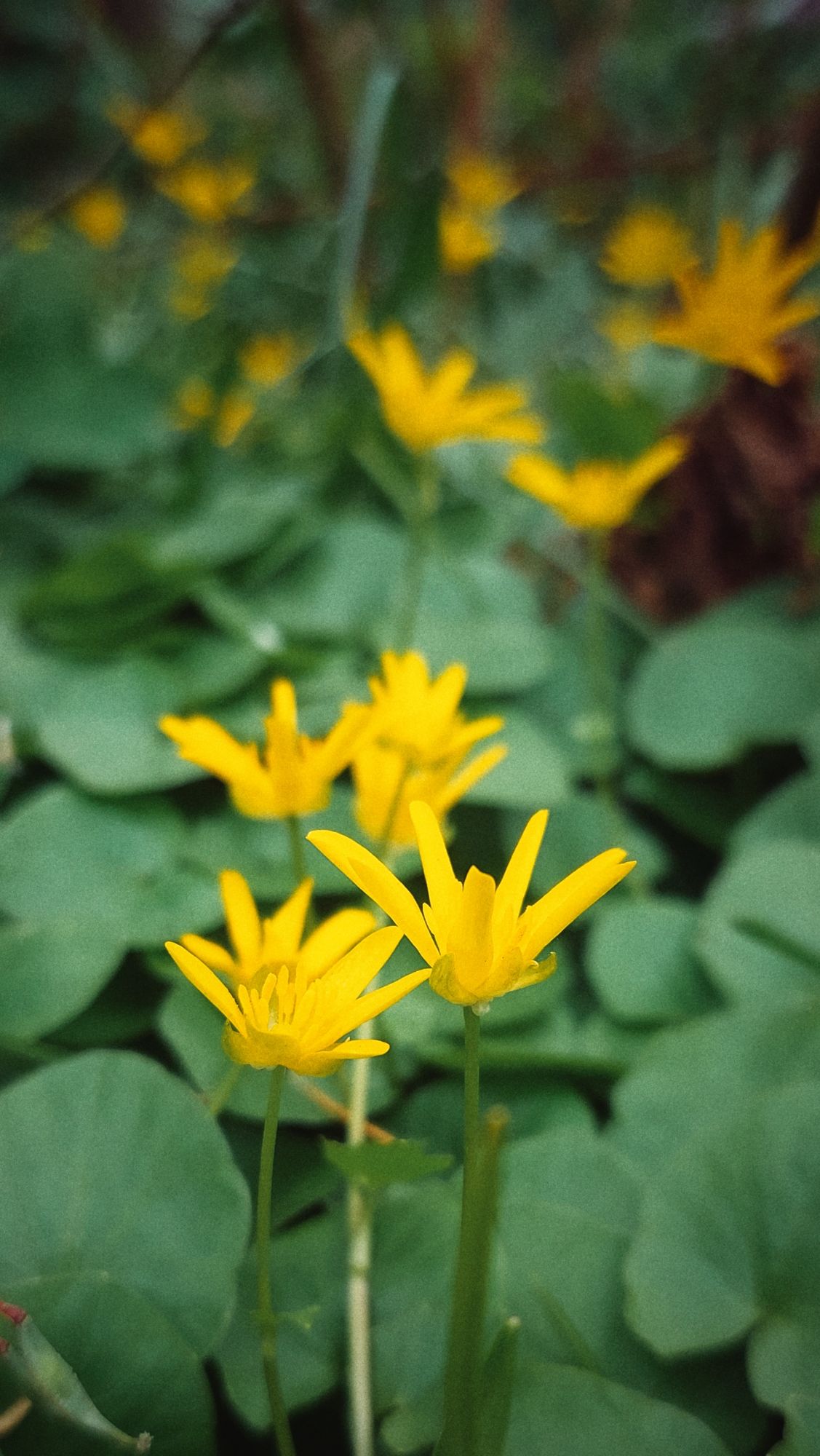 Yellow blossoms in the green.
