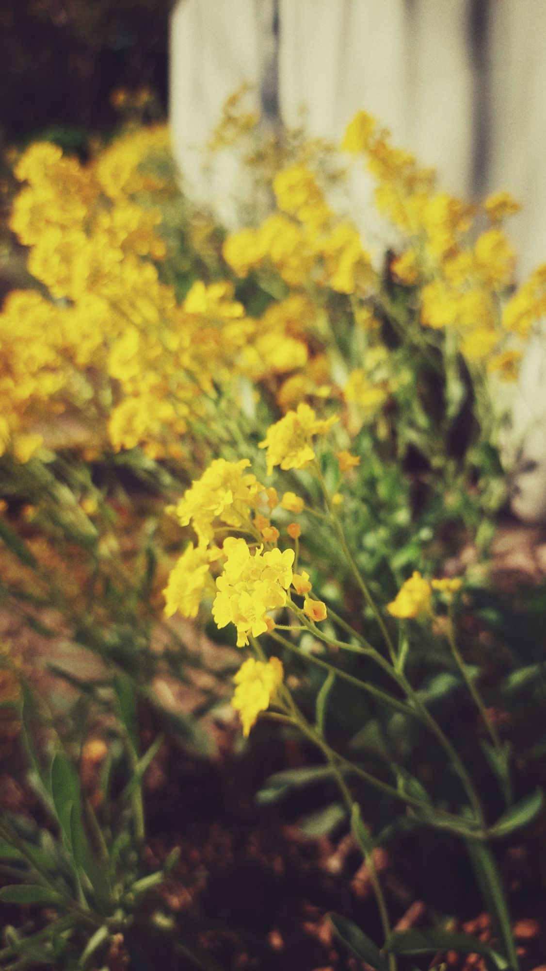 Yellow blossoms in early sunlight.