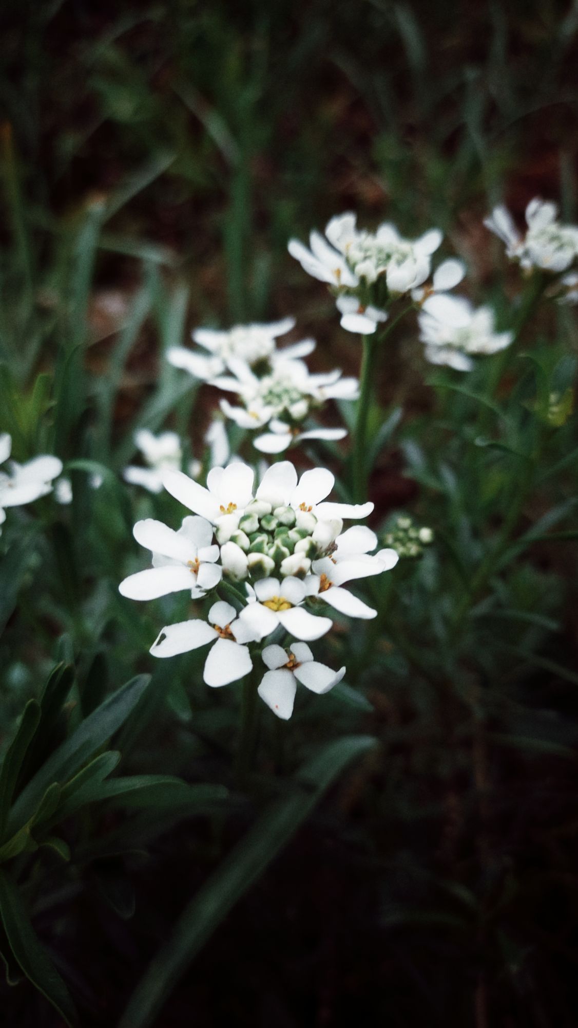White blossoms in a dark green bush.