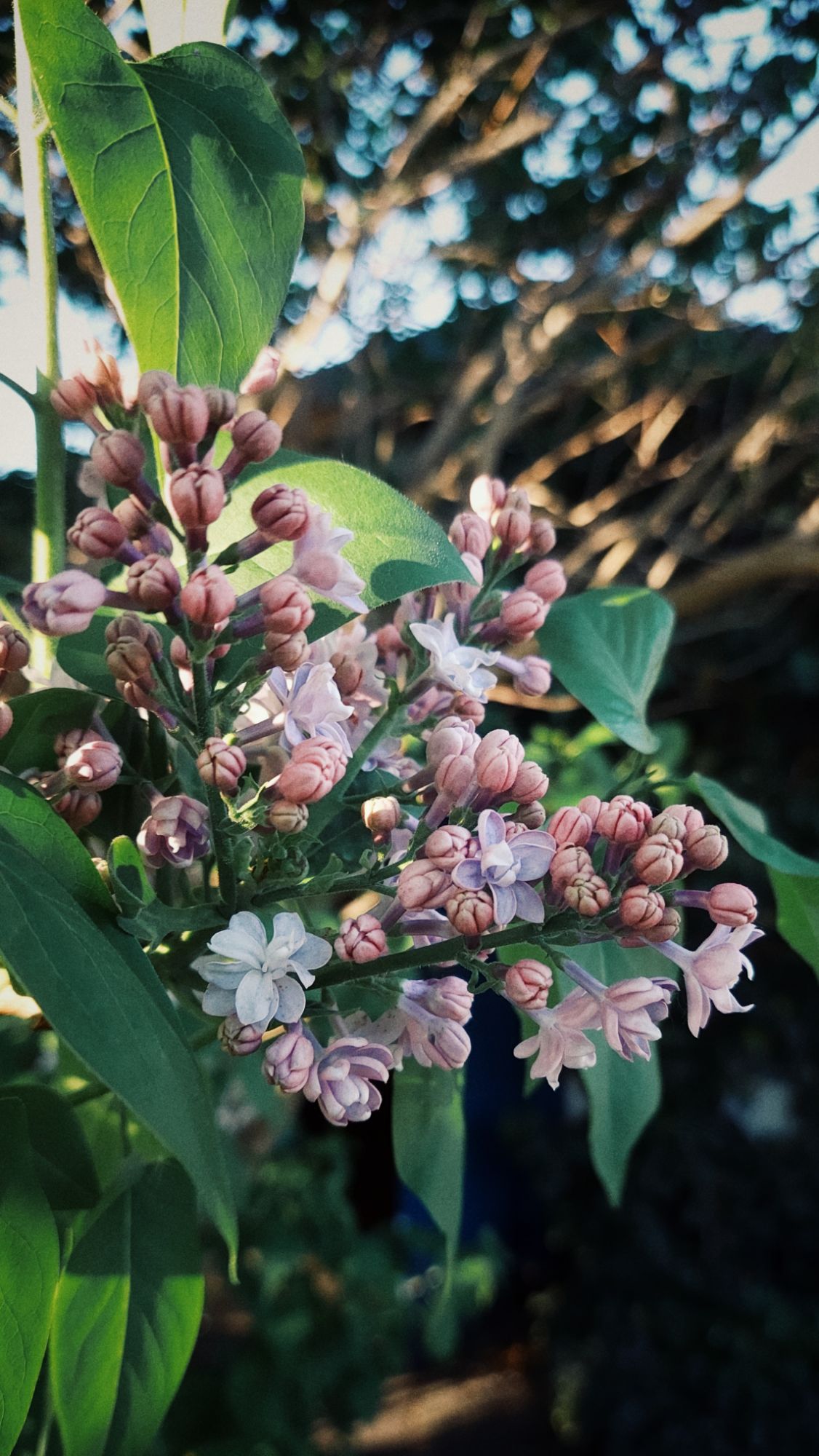 Lilac blossoms in sunset. 