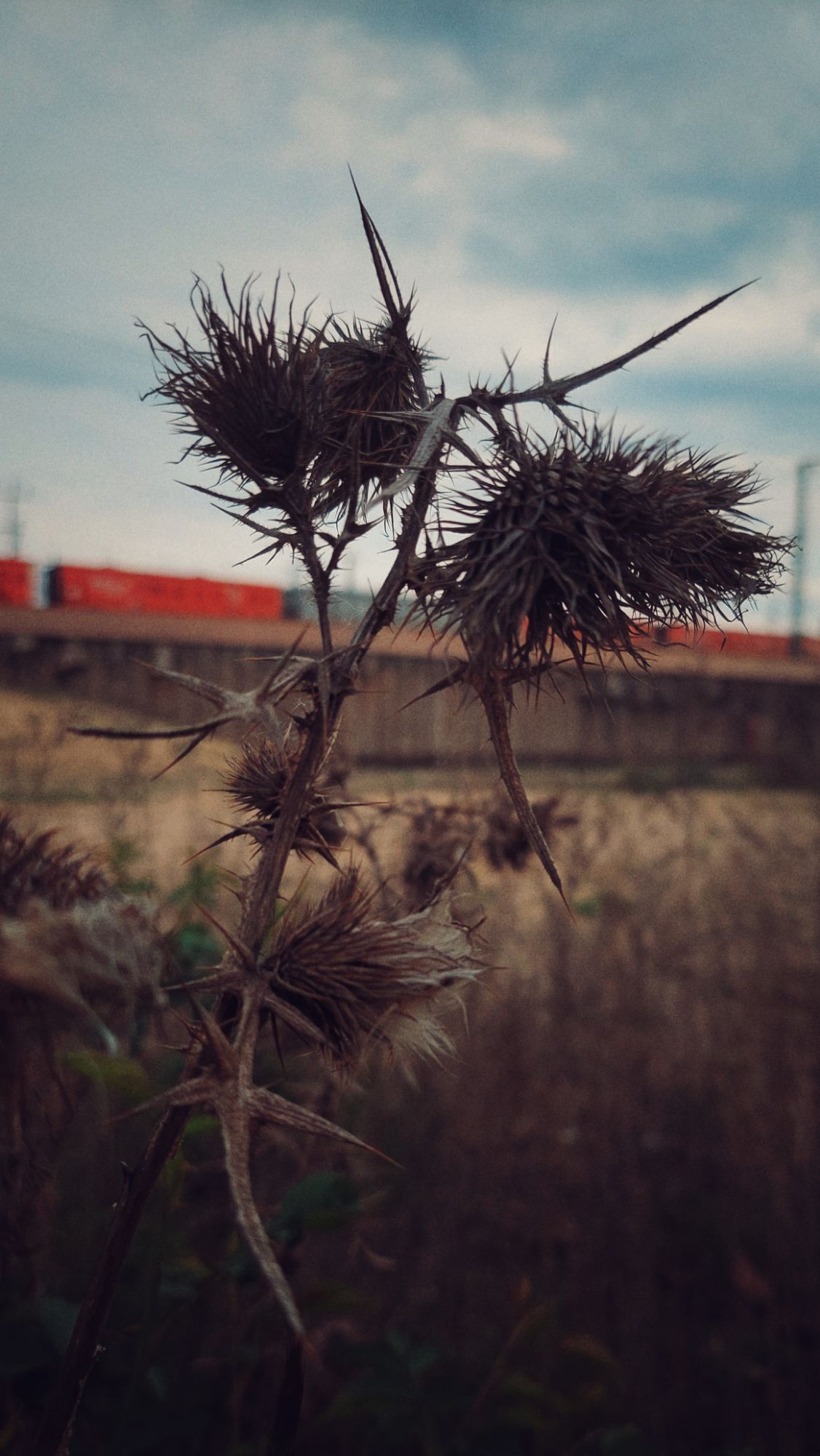 Old thistles in front of an empty field and a train track with a red train. 