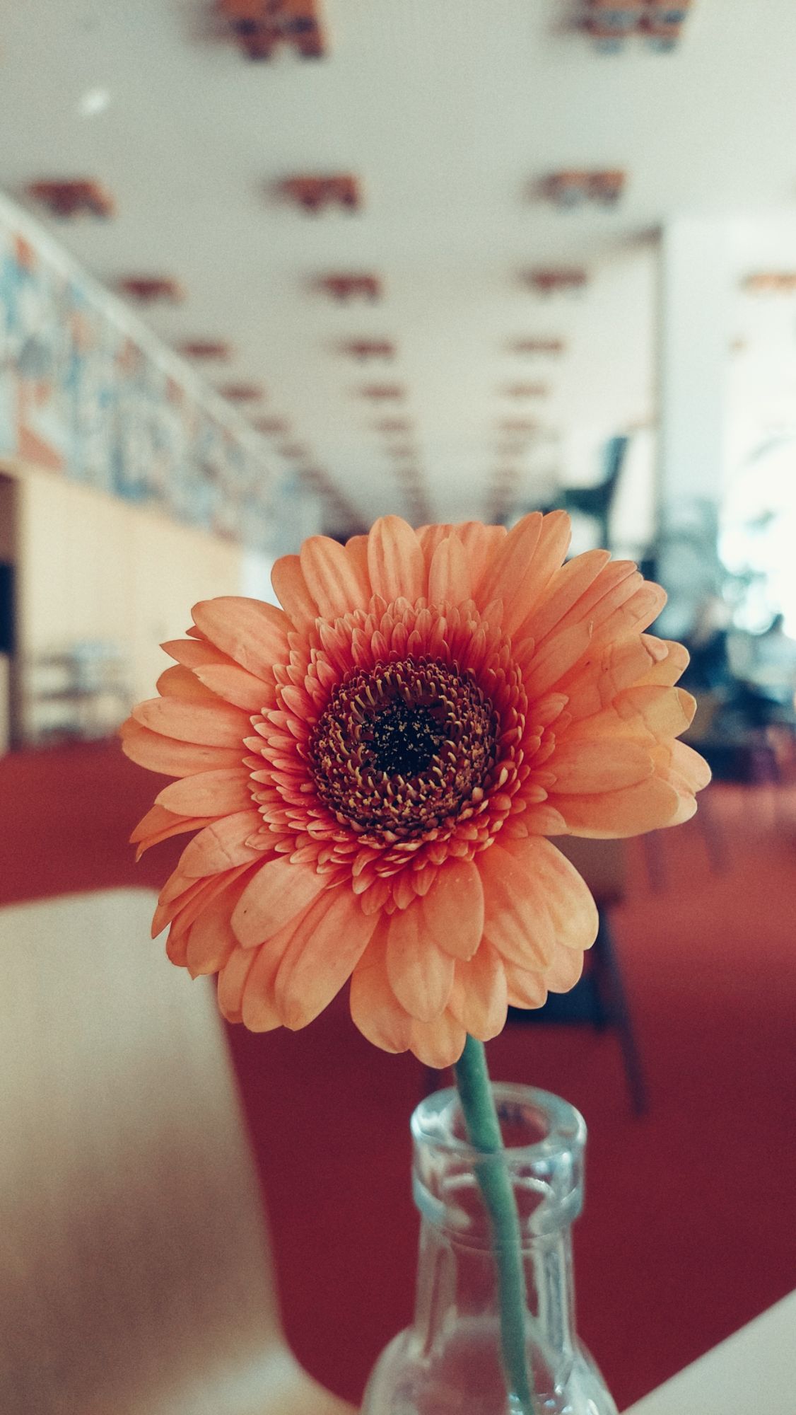 An orange flower in a glass vessel. Hallway, behind, blurred, concrete ceiling, orange carpet. 