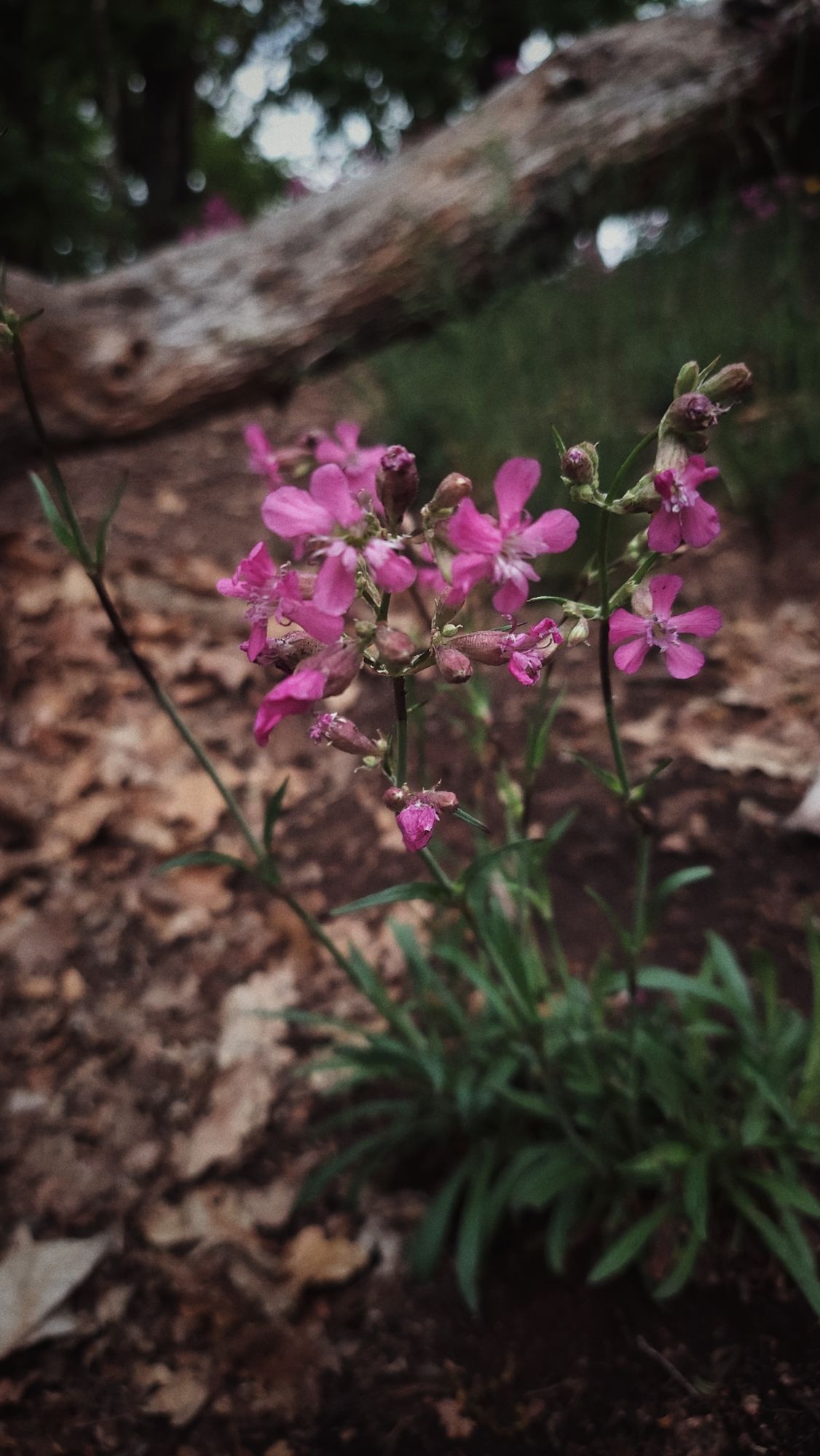 Light purple blossoms in front of an old tree. 