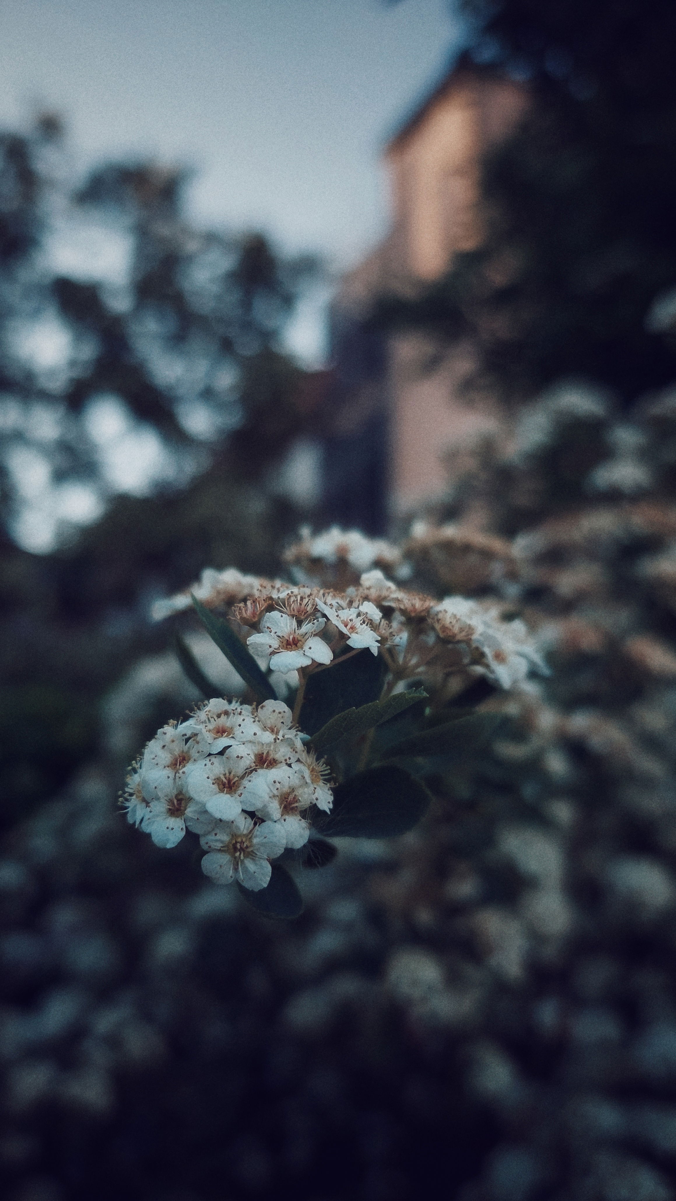 A city backyard. White blossoms in front, a house in warm light blurred in the back.