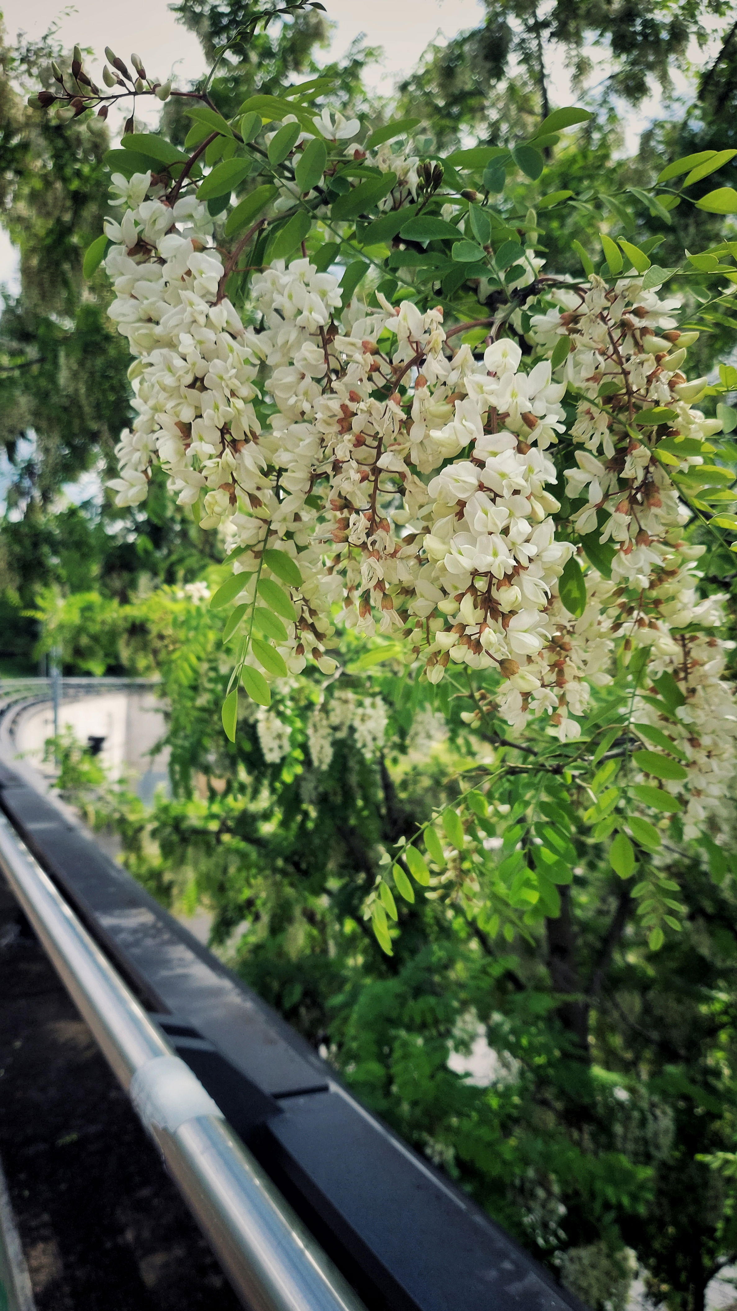 White blossoms in a bush. Railings of a bridge below.
