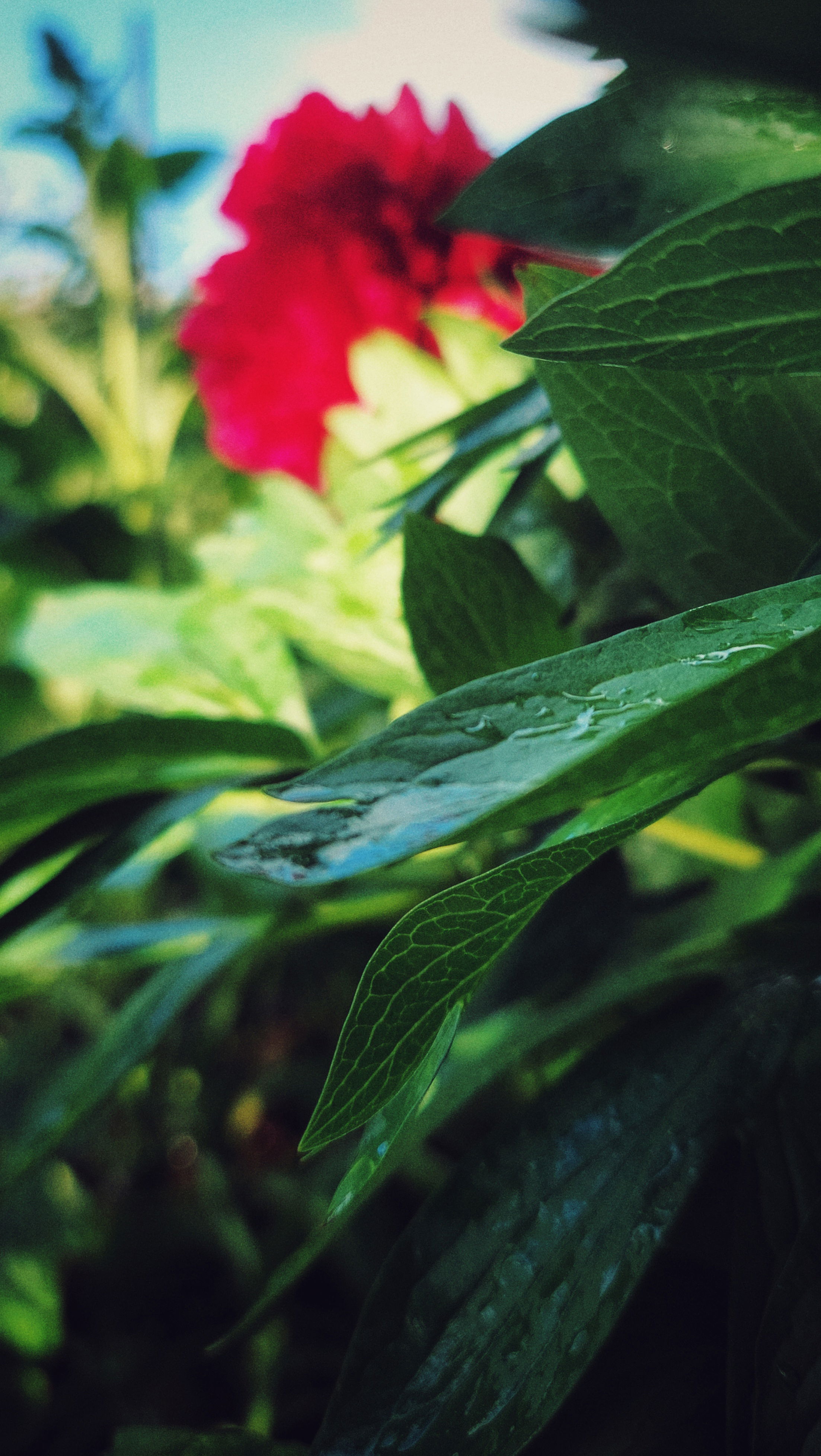 Peony leaves and a blossom in the background. 