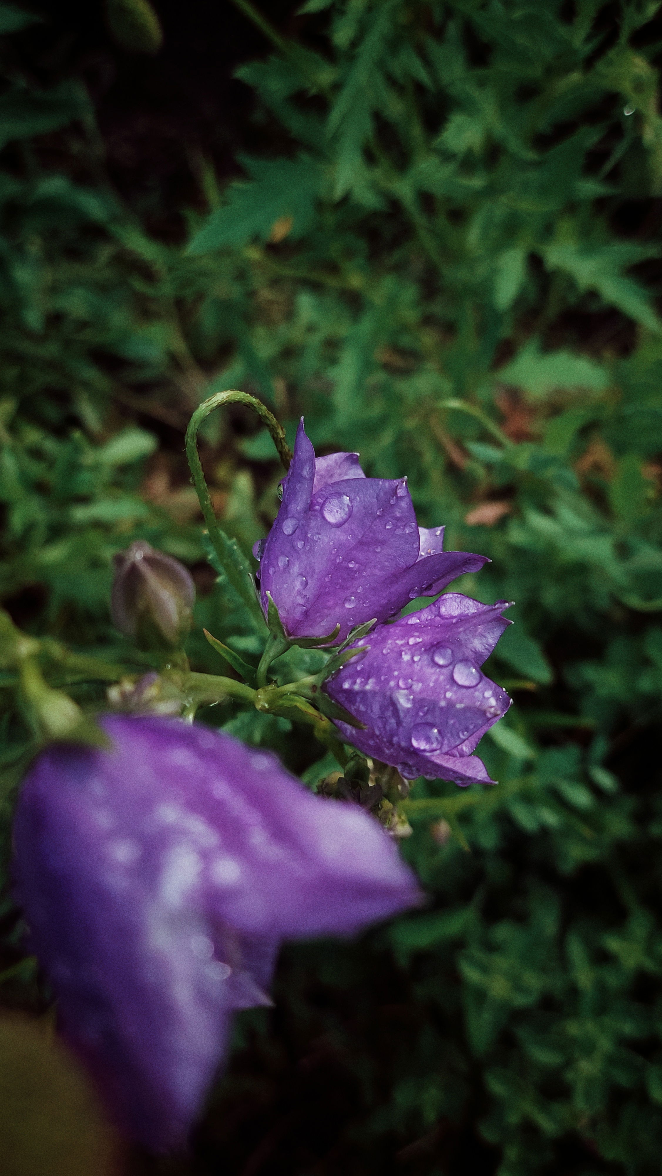 Purple blossoms with raindrops on it. And green leaves behind.