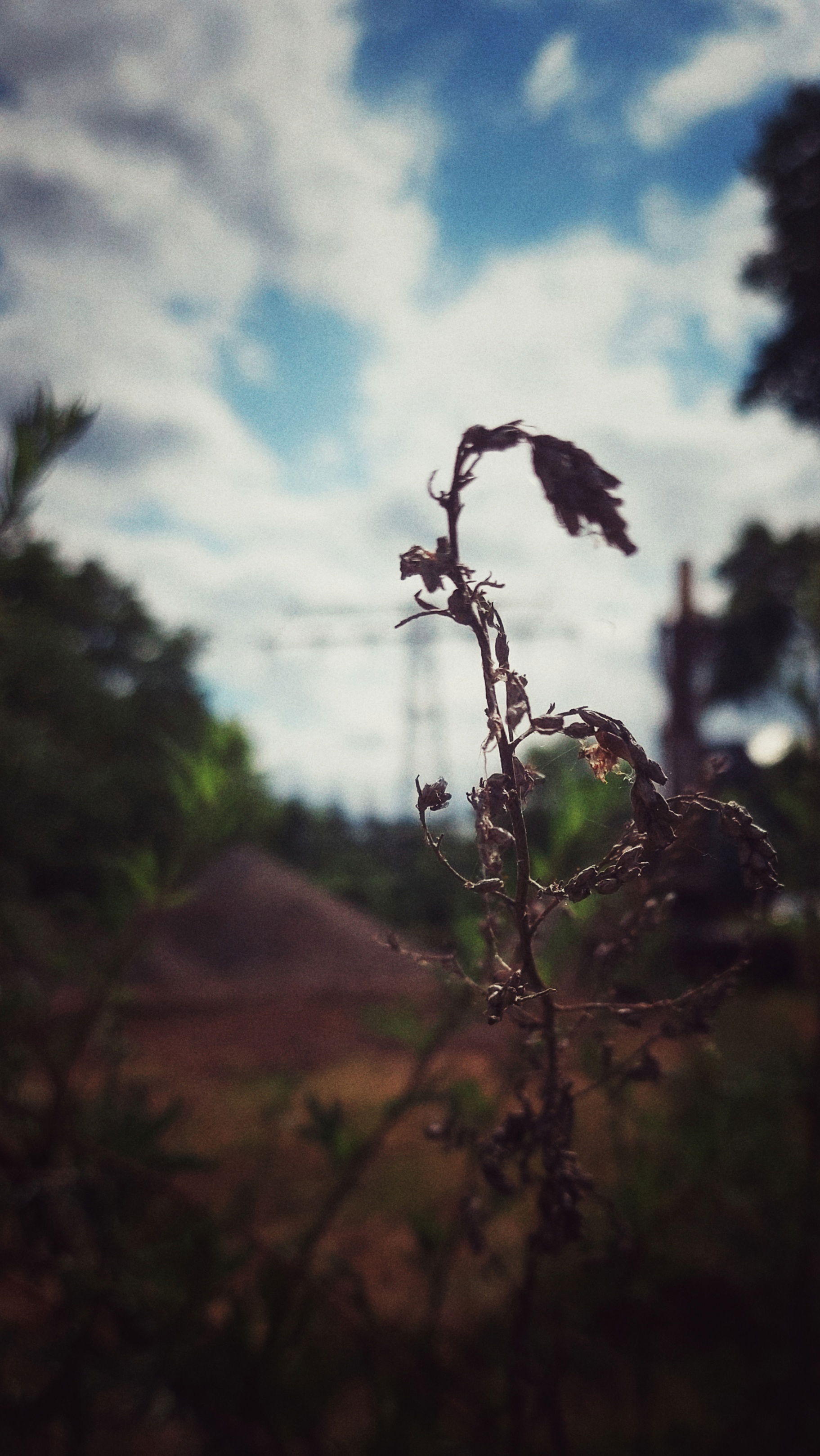 A dried grass in front of blue, clouded sky. An undefined plain and power pylons in the back.