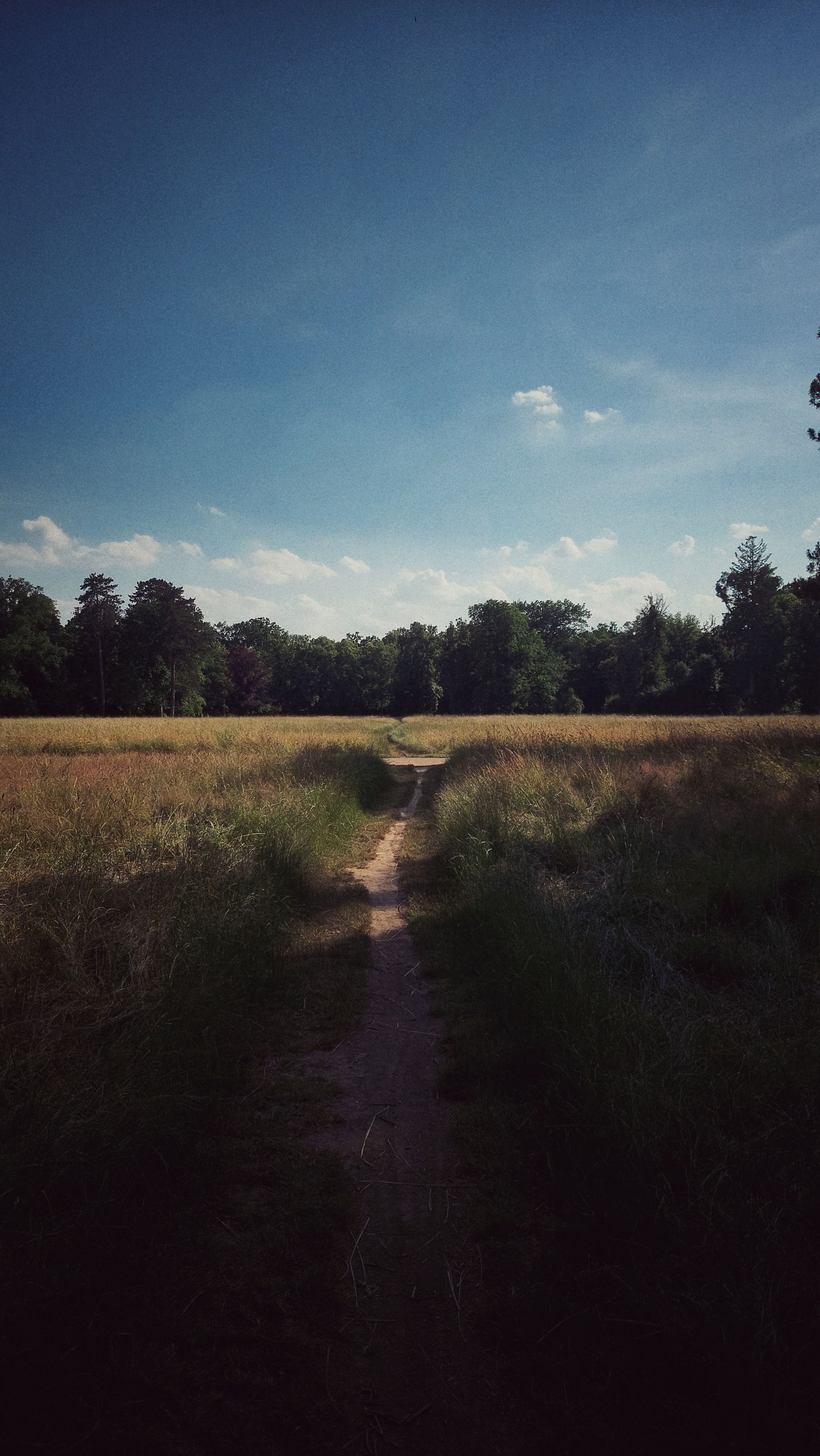 A park on an early summer afternoon. Blue sky, trees, a path through a meadow. 
