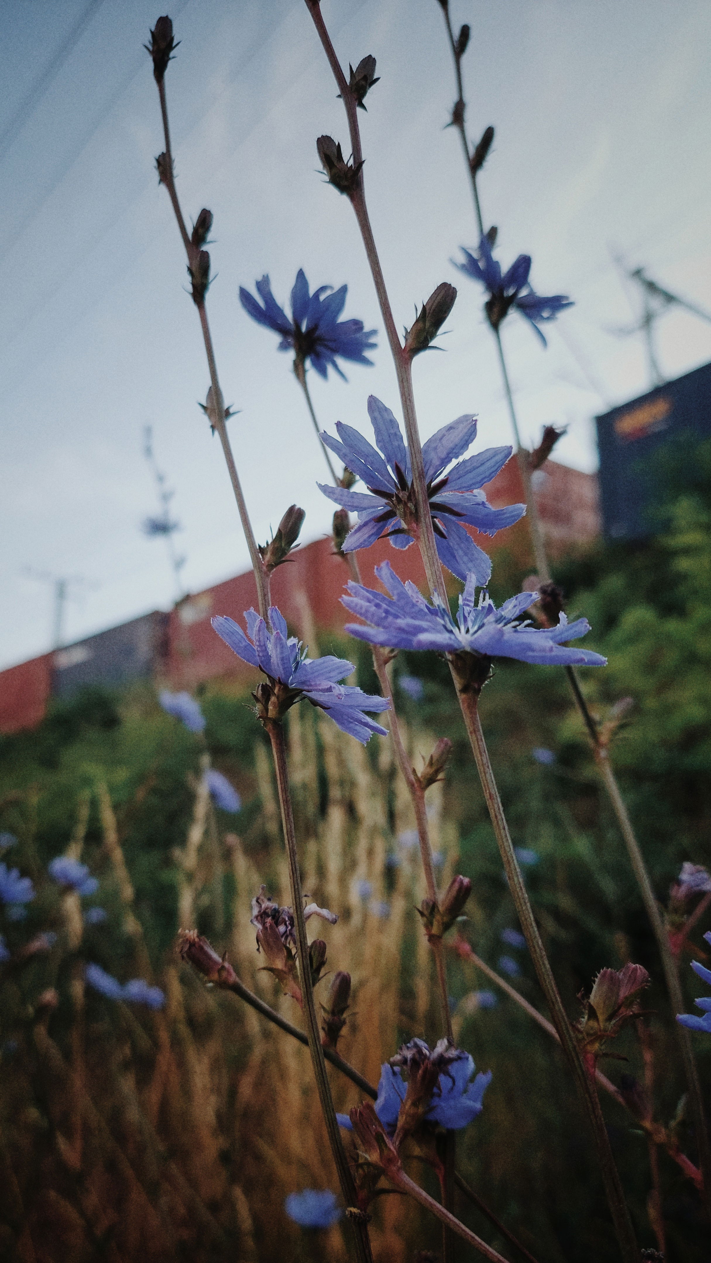 A cargoe train behind blue flowers, looking up to the track.