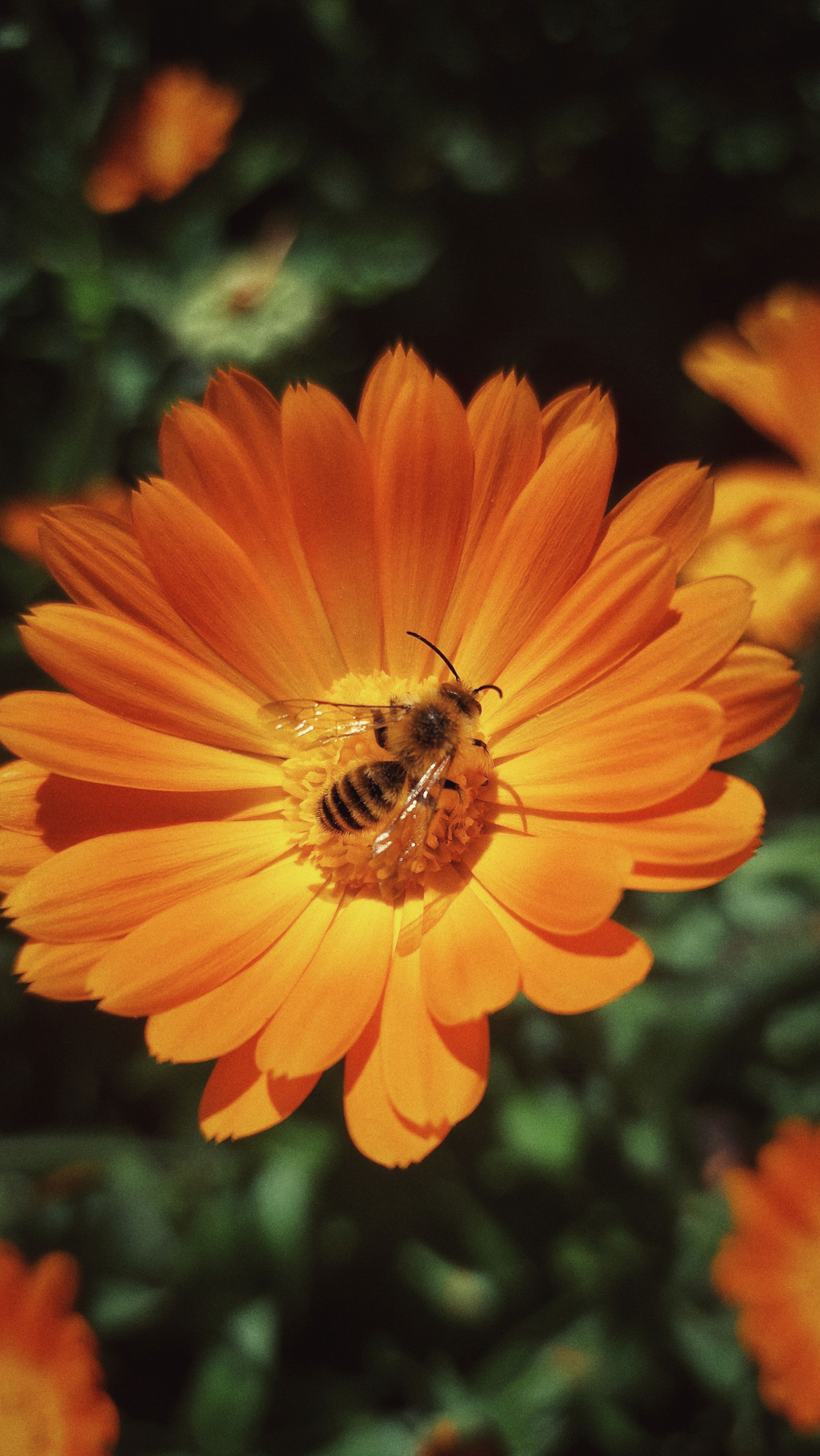 A wasp, closeup in a calendula blossom.