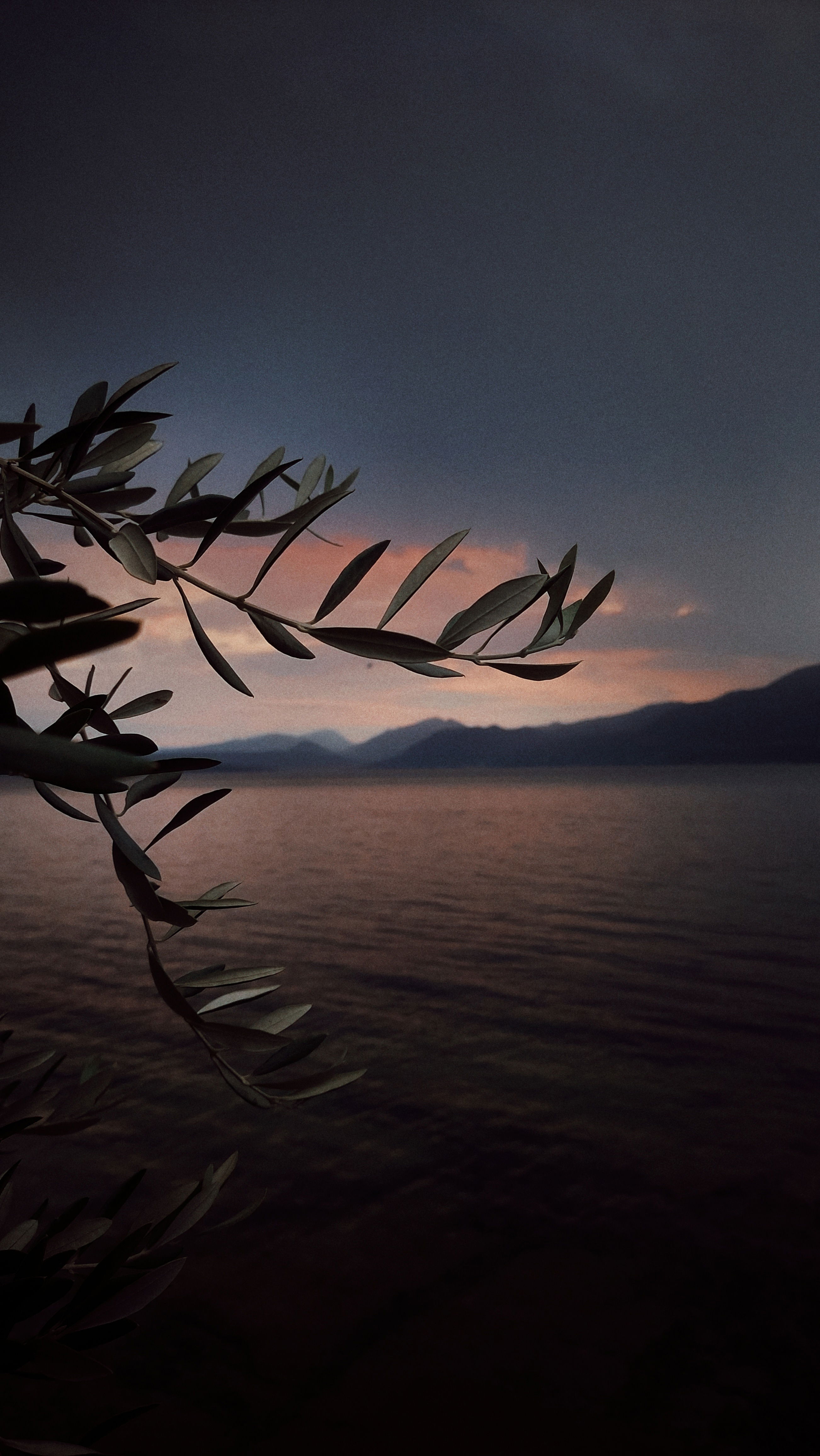 Olive tree leaves in front of a post sunset scene. Sky, soft colours and lake.