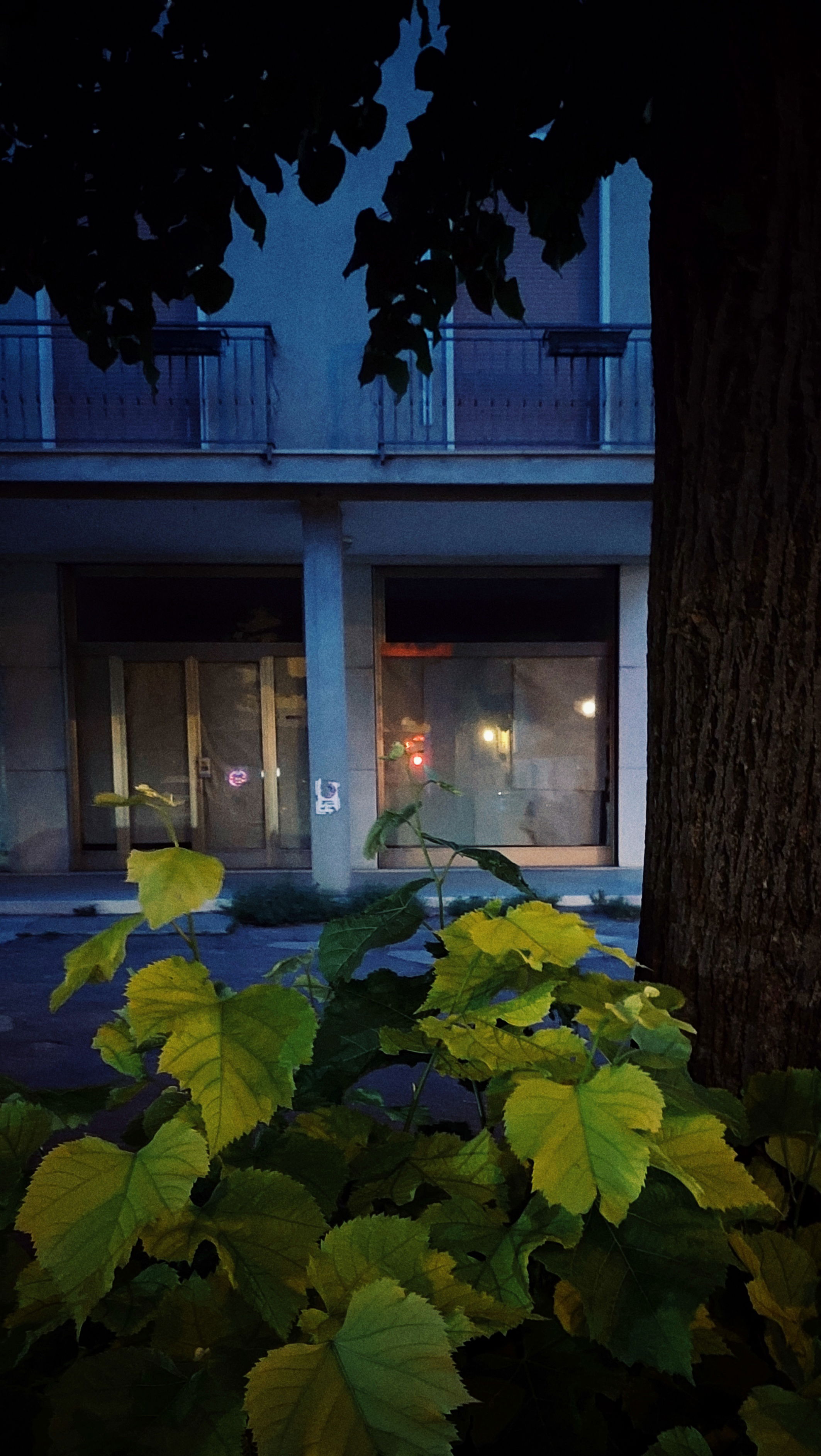 A dark glass facade of a newer house. Tree and low bushes in front.