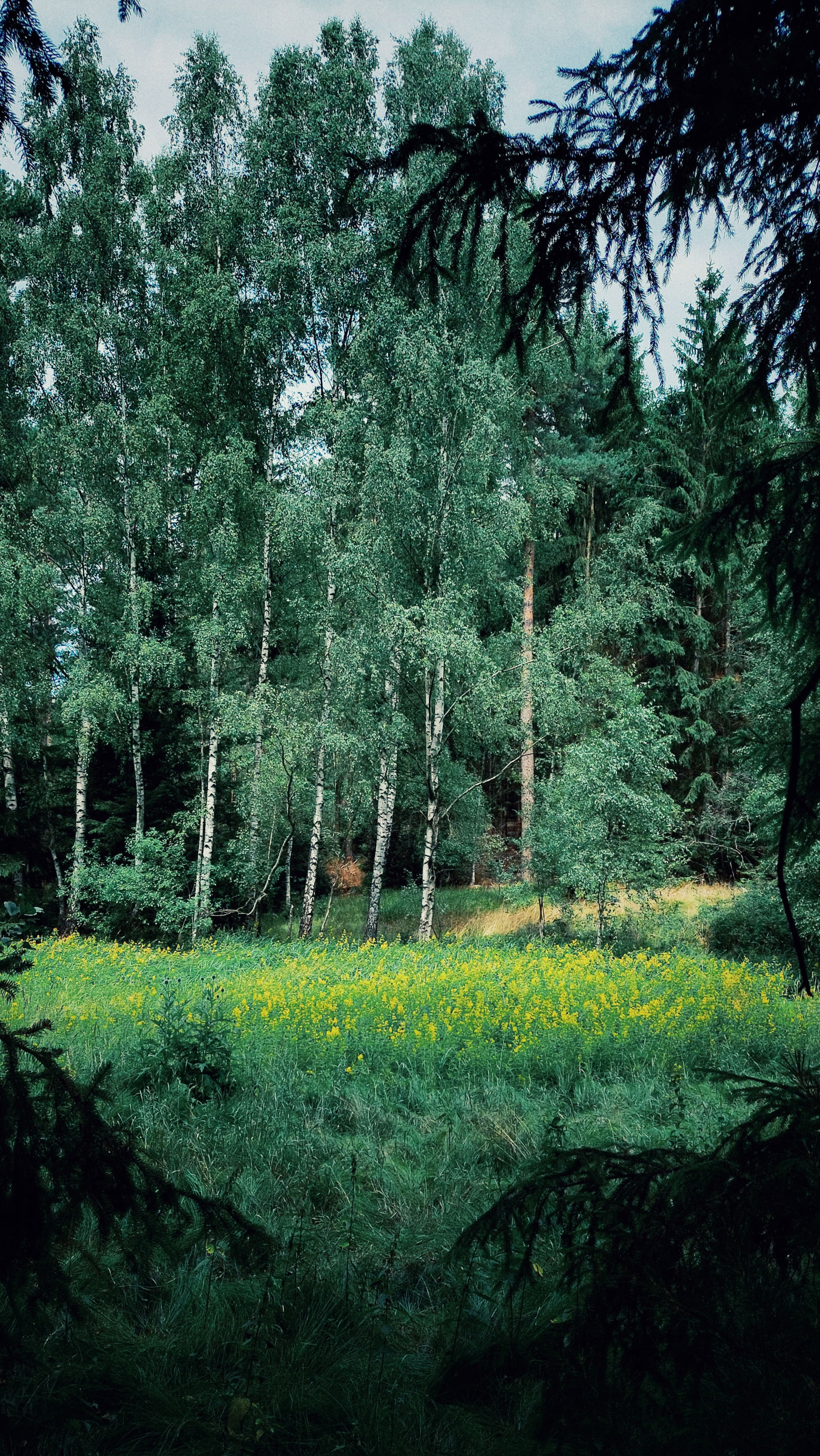 A meadow with a lot of yellow flowers, in front of a small birch forest.
