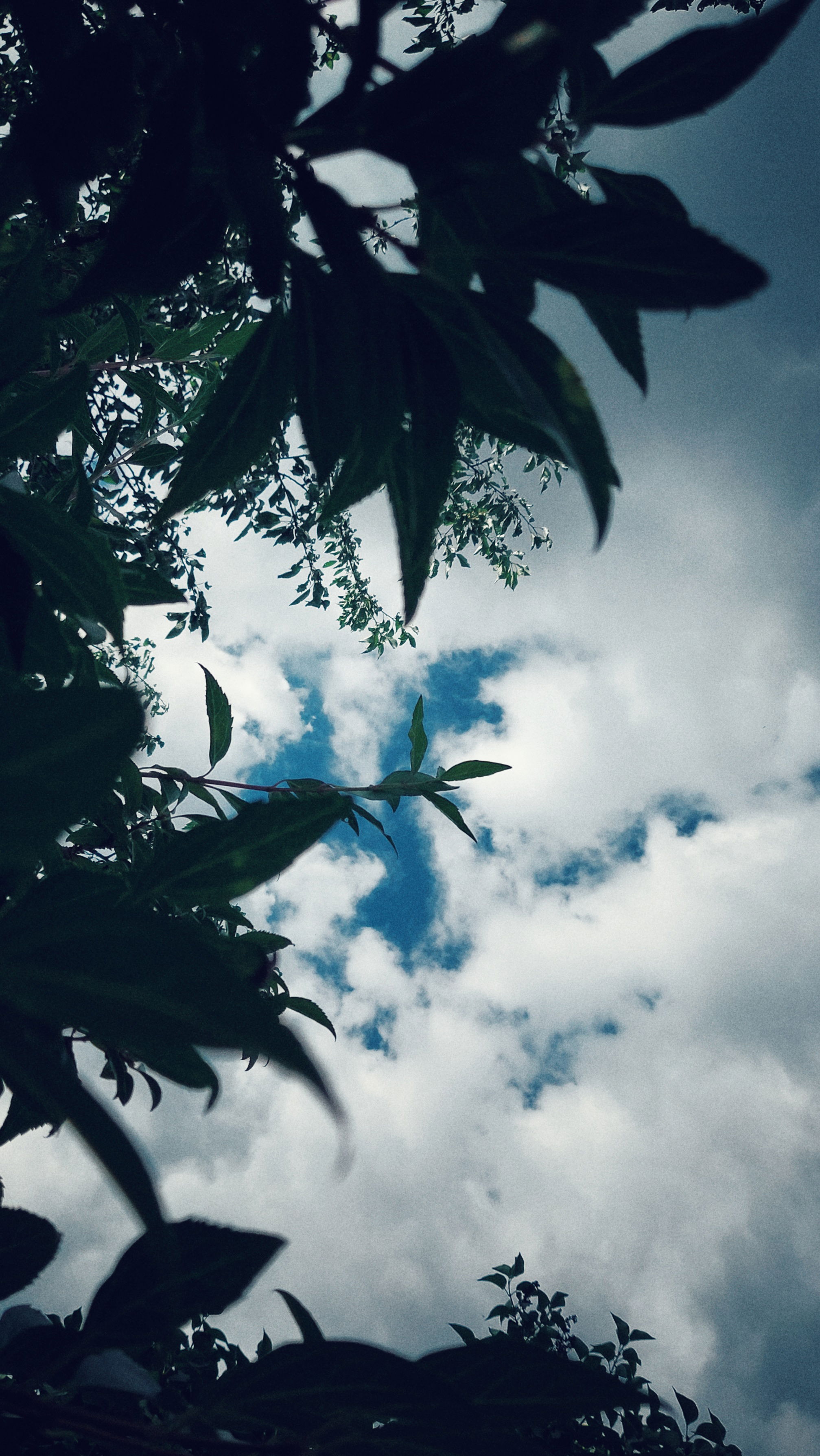 Looking up through bushes. A closing carpet of clouds with a bit of blue sky left.