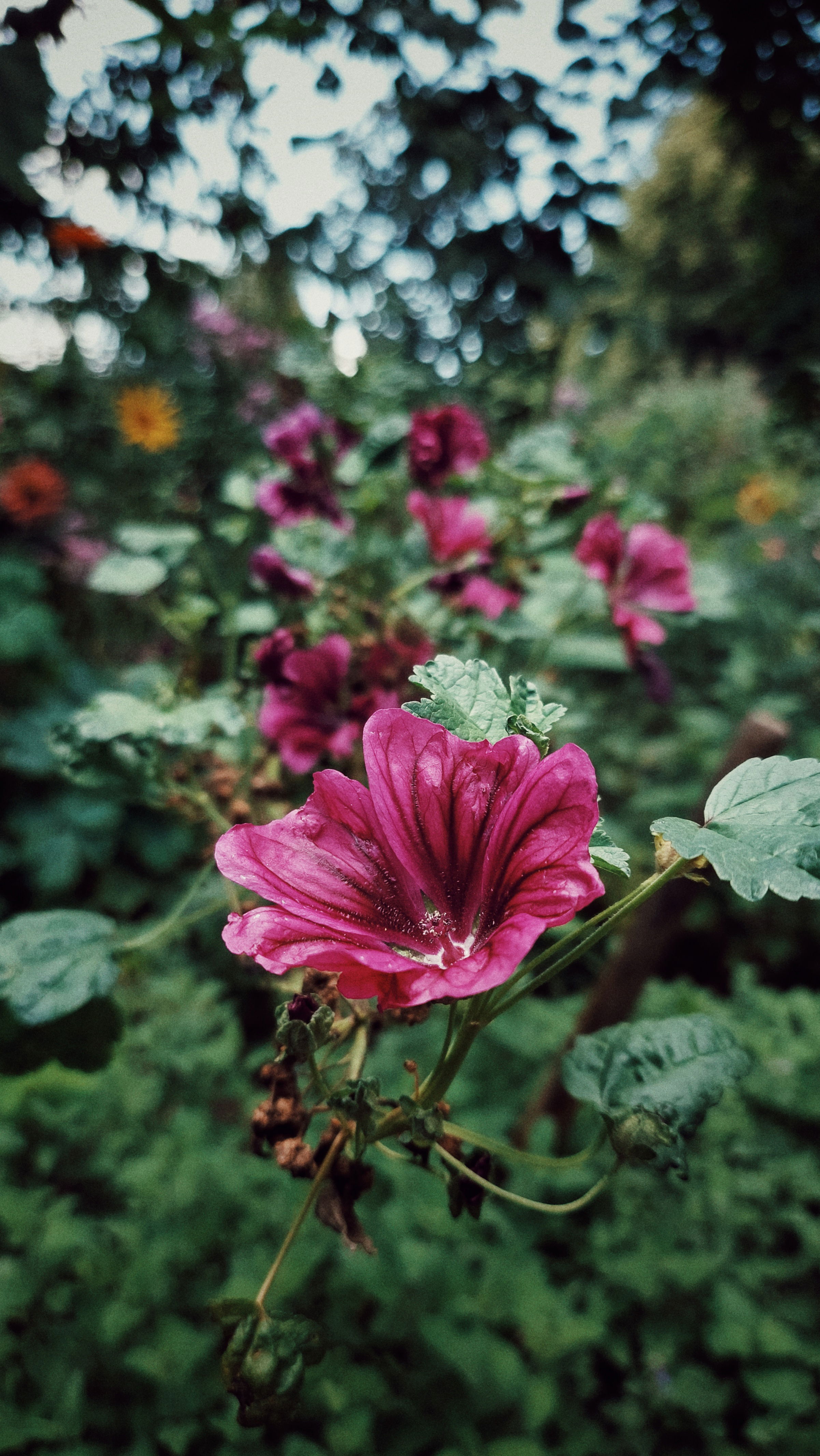 Malva Sylvestris blossoms in dense green.
