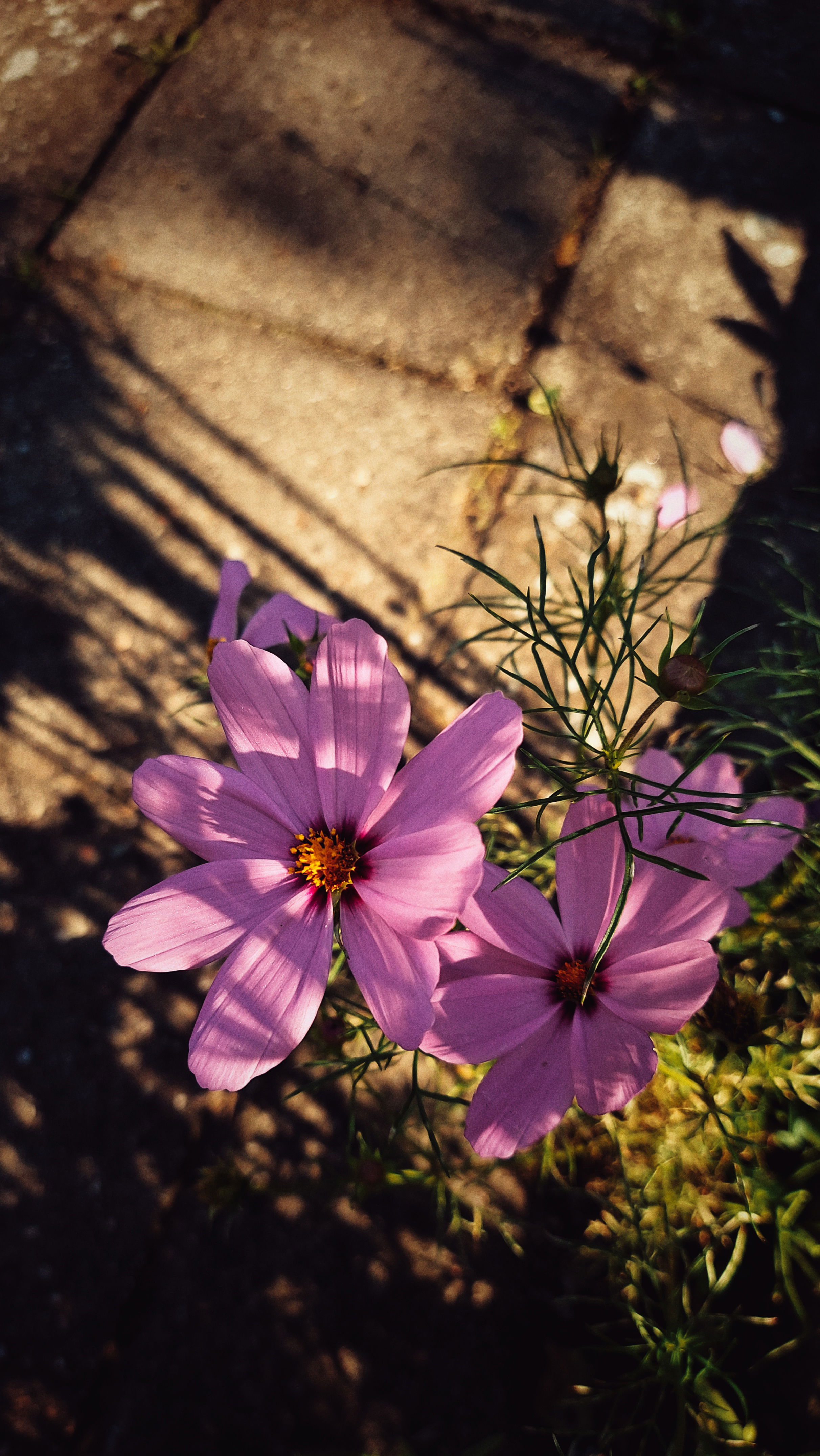 Purple flowers in front of a garden walkway made of concrete stones.
