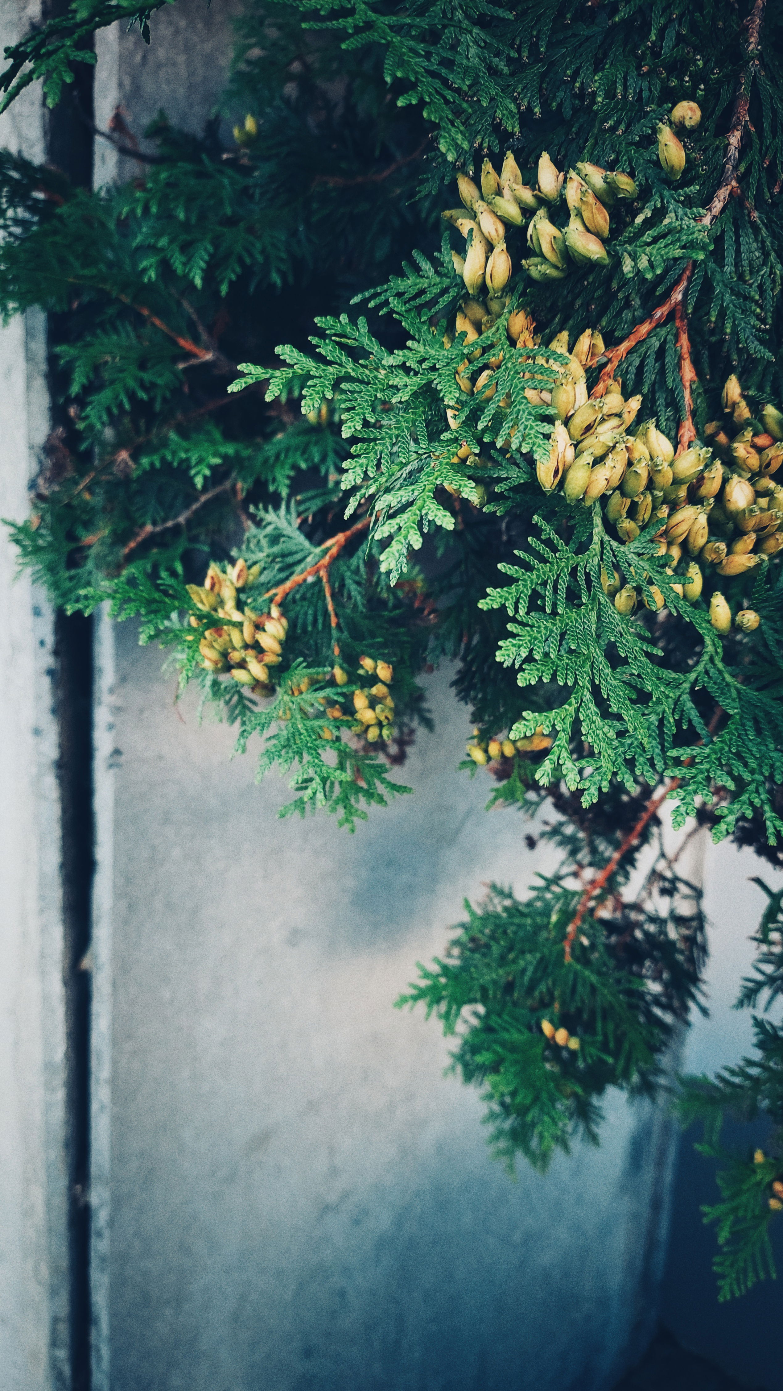 Sunlight in what seems to be Thuja branches, green spikes with light green fruits. Grey concrete behind.
