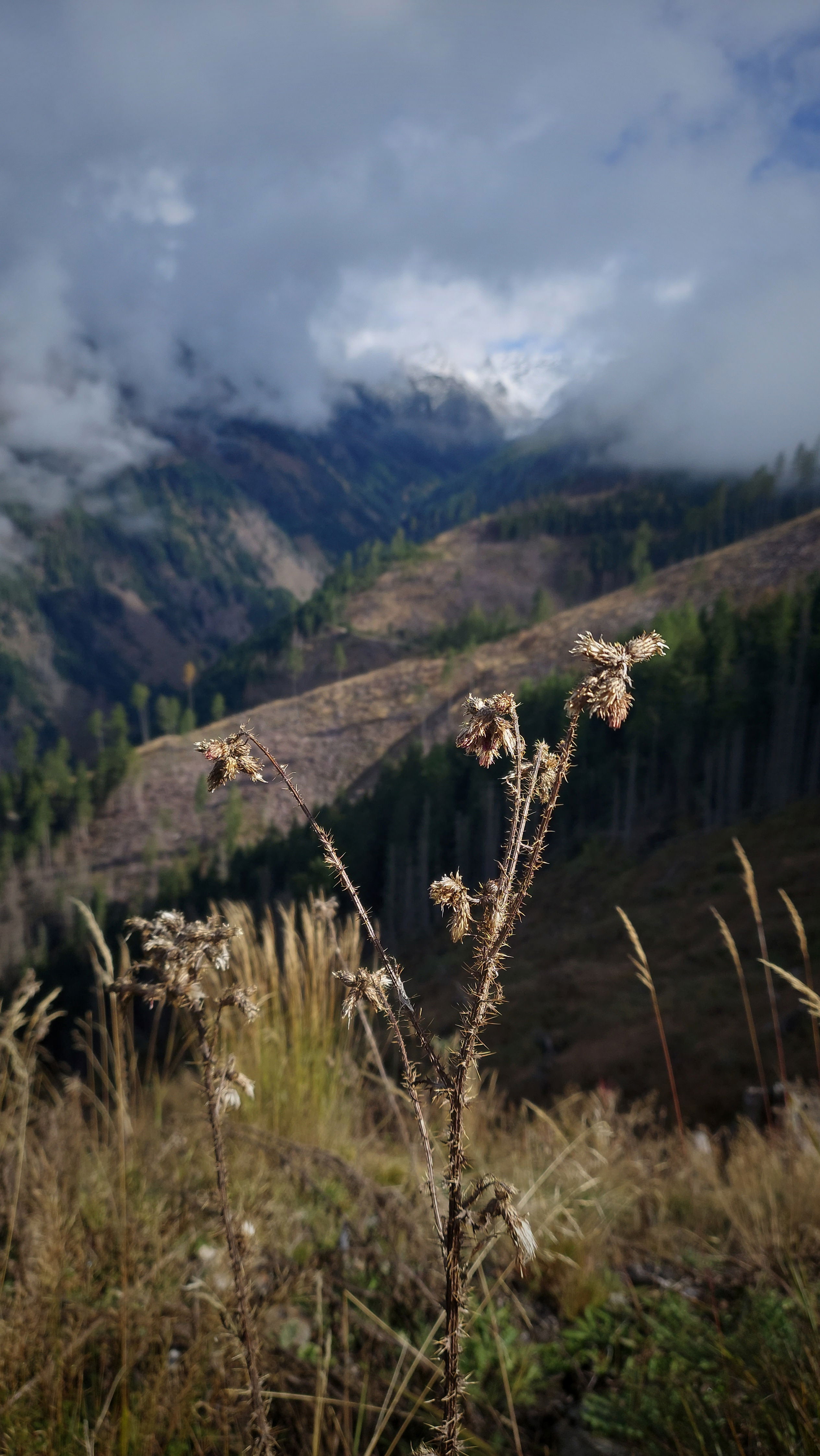 Sun on dried grass. Mountains and clouds in the back. 