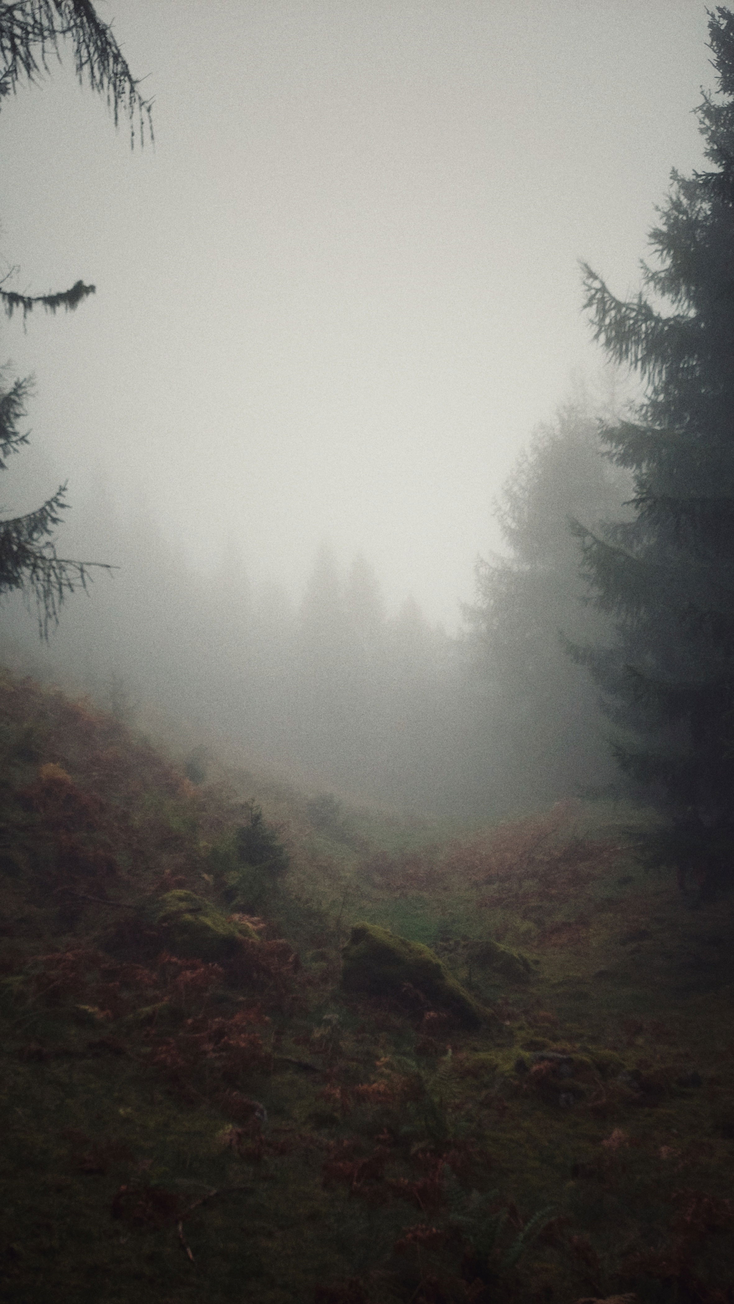 A mountain meadow in the fog. Surrounded by trees.