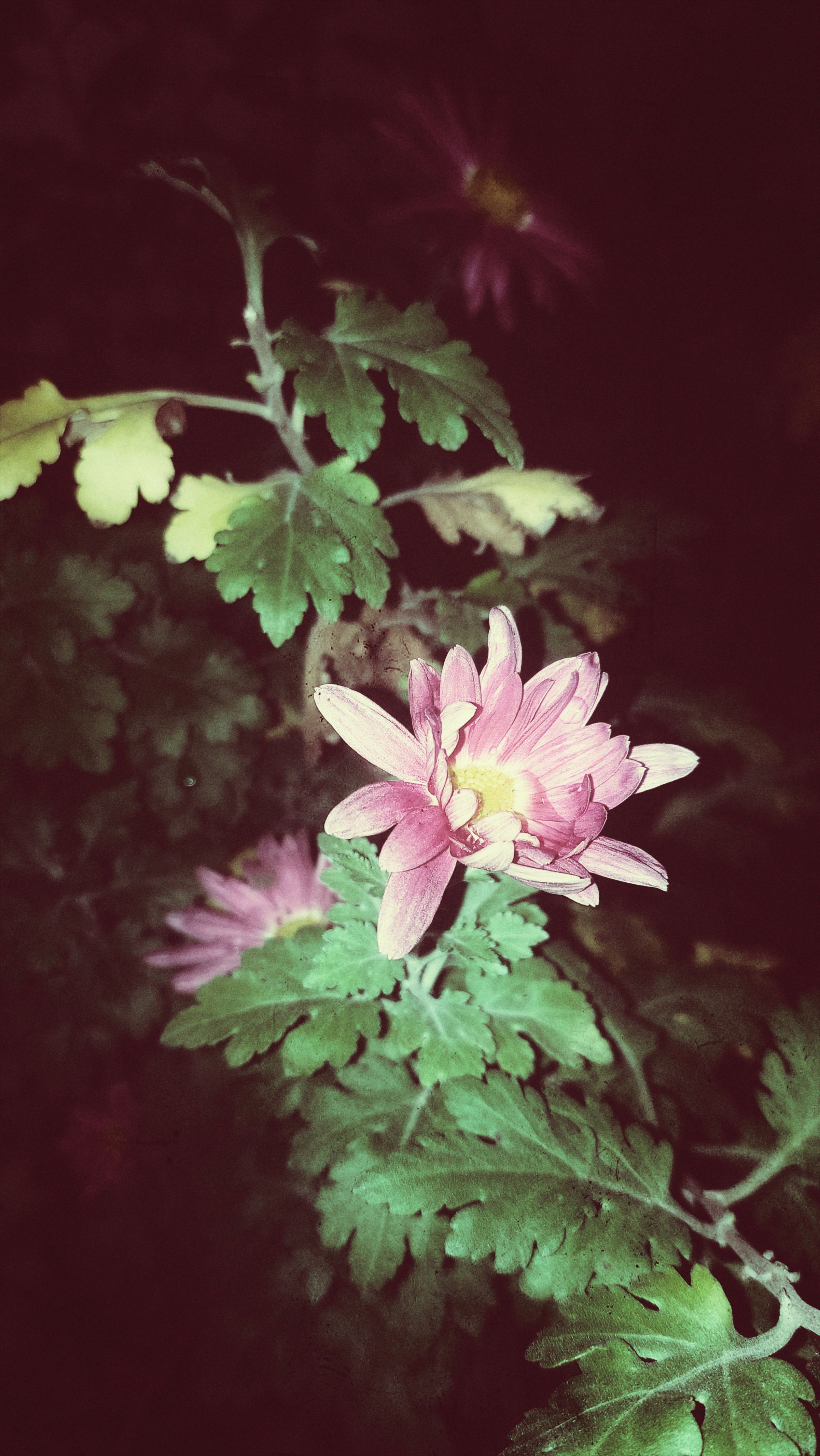 Flowers, shot in early night using flashlight.