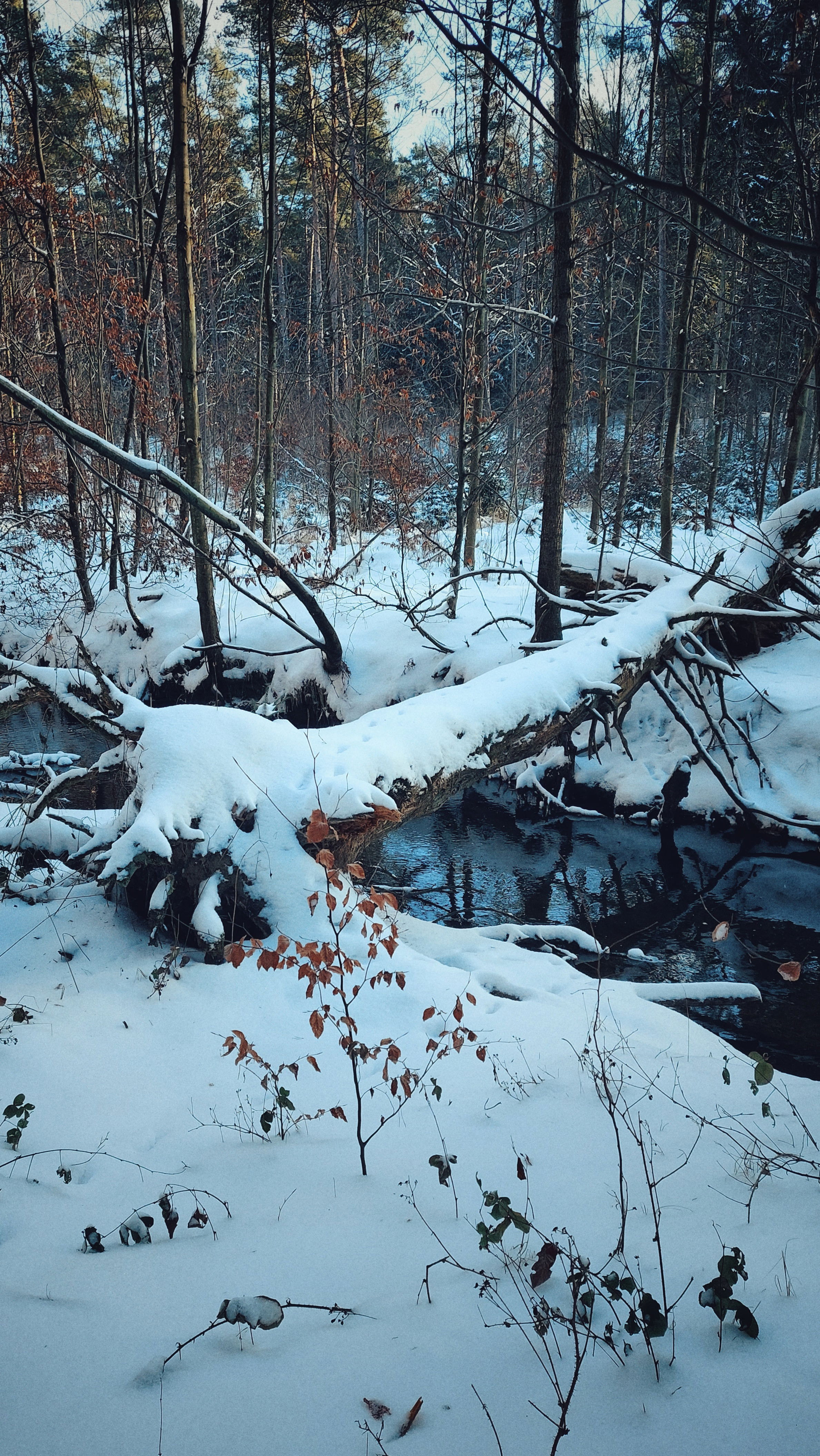 Forest scene in winter, snow covered. A small river crossed by a fallen tree.