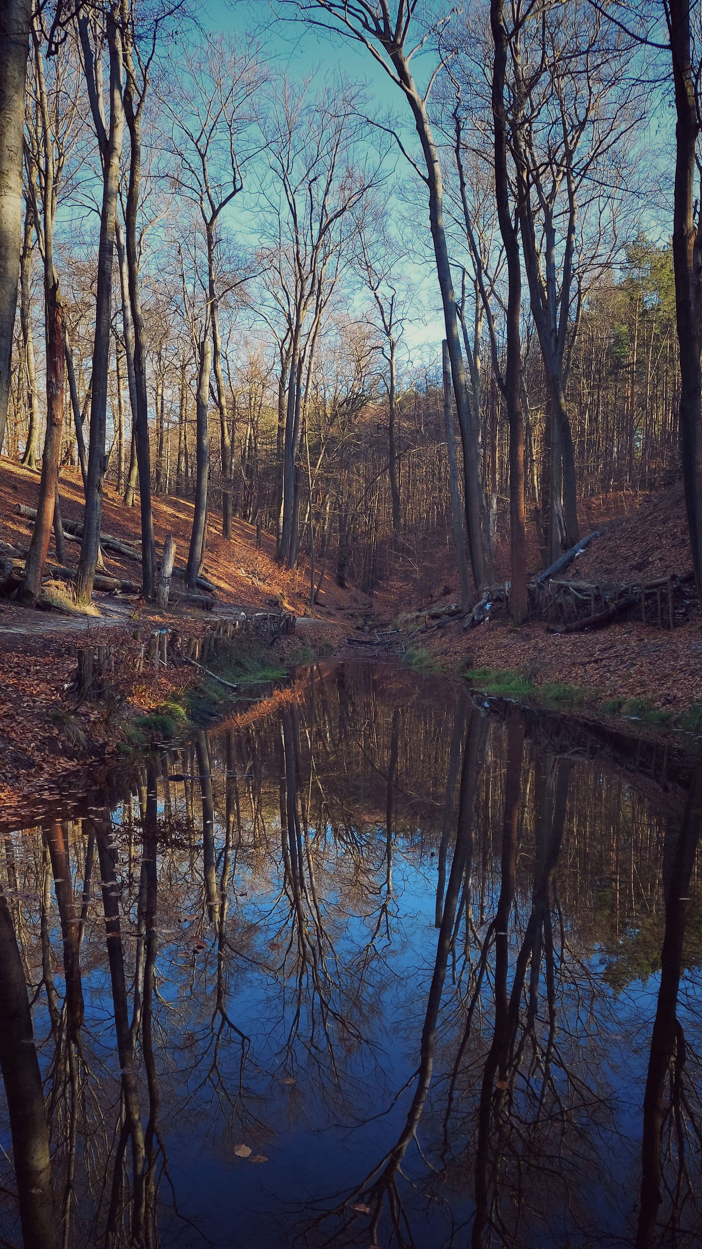 A forest pond surrounded by trees. Clear reflections of nature and sky on a totally quiet surface. 