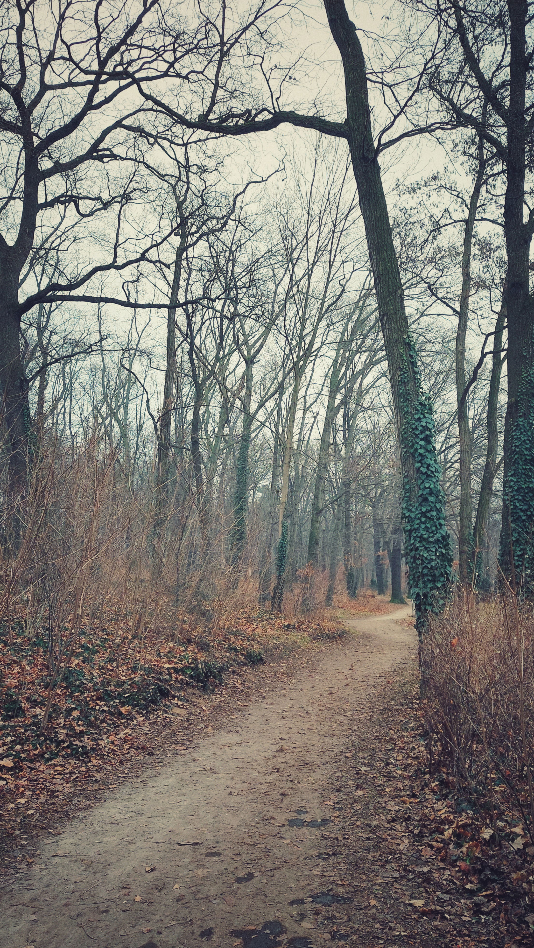 A path through a park. Surrounded by trees. Pale white sky behind. 