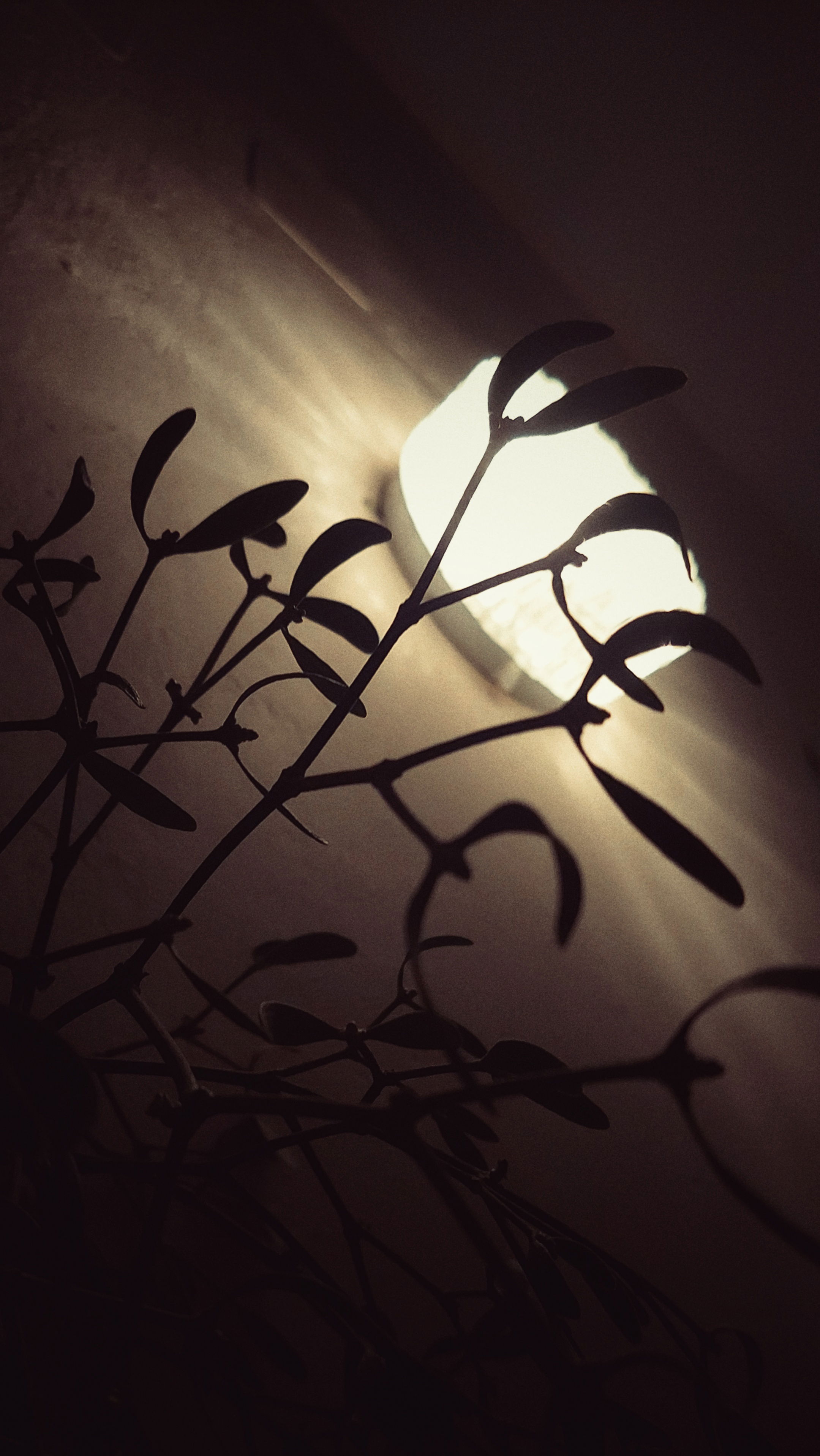 Looking up a wall with a bright light. A mistletoe placed above a neighbouring door, right below.