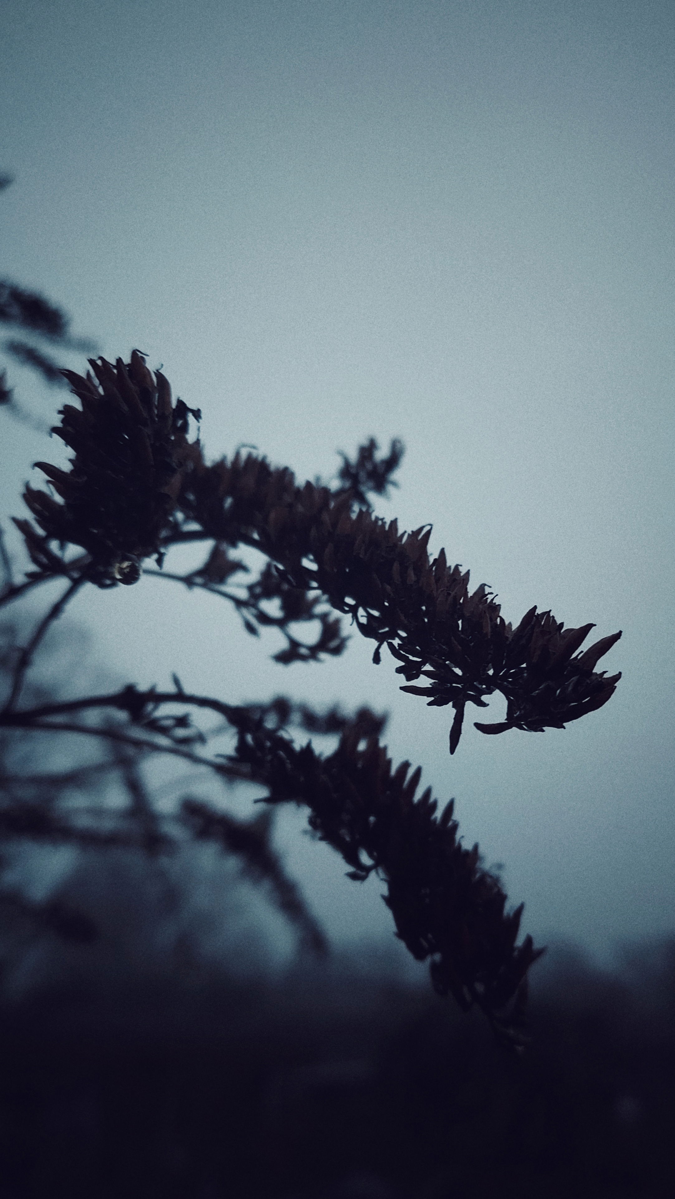 Dried plants in closeup, grey sky behind. 