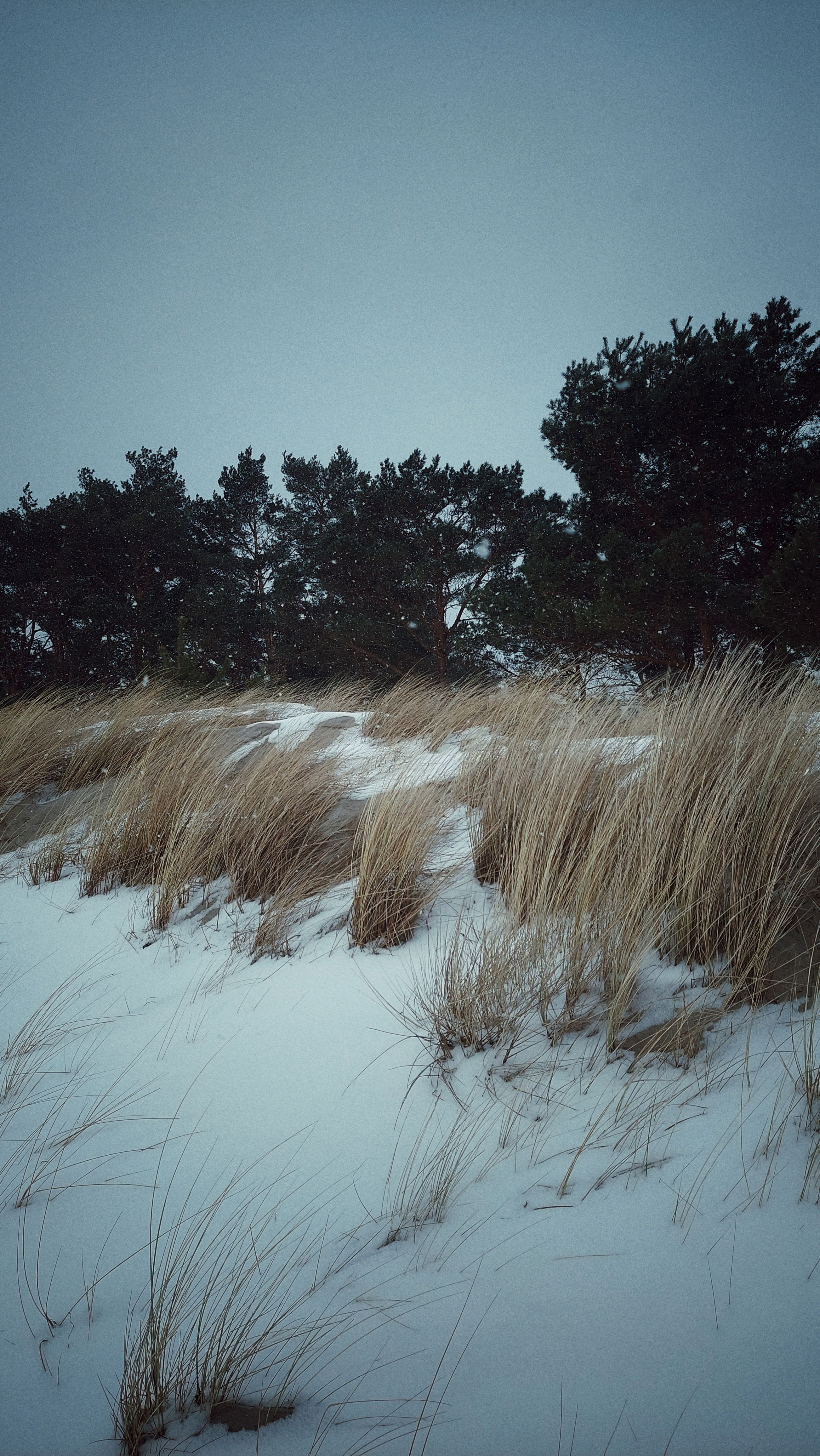 Dune grass in snow. Trees and grey sky behind. 
