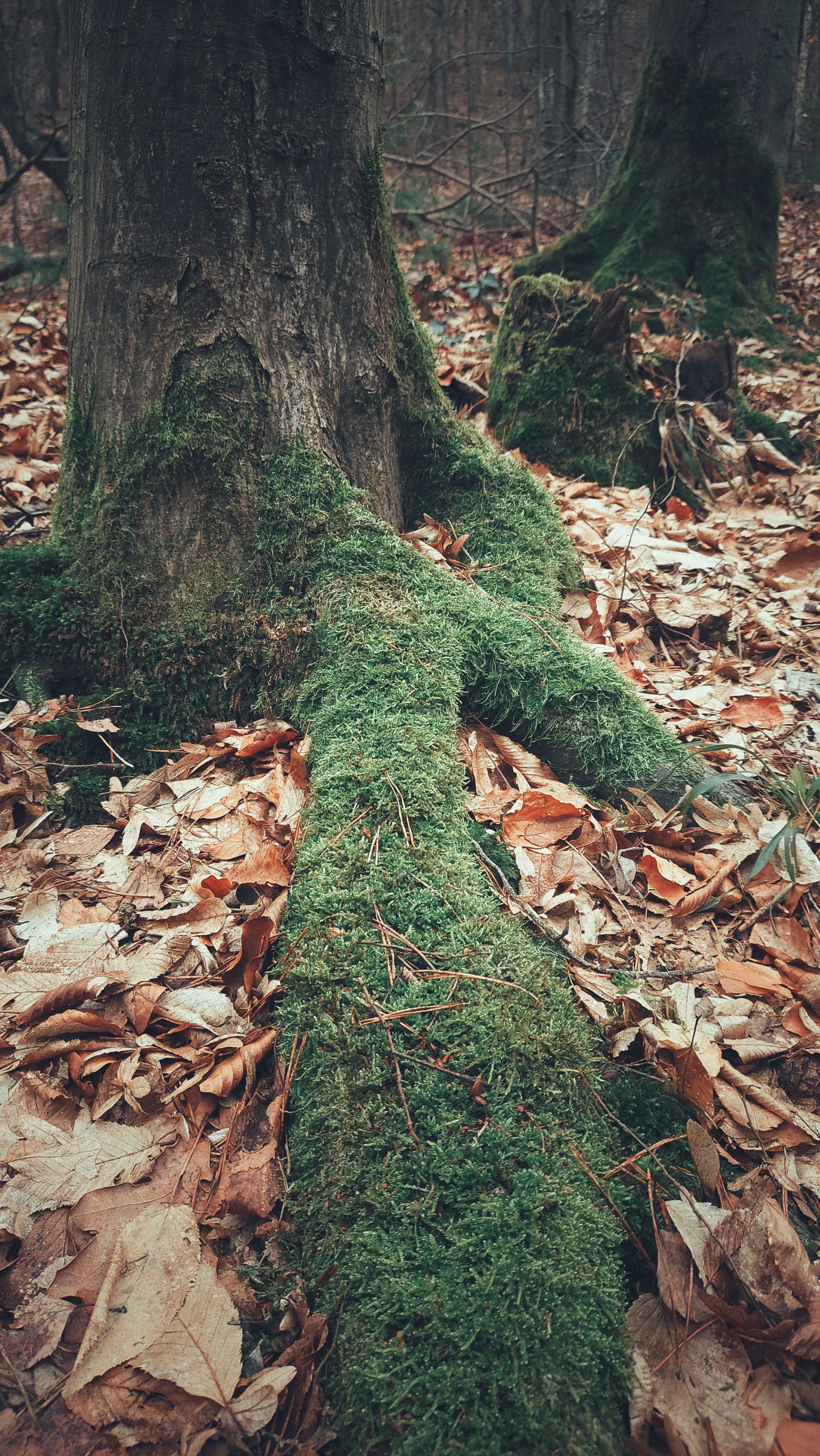 A moss-covered root of a tall tree, closeup in between dry leaves. 
