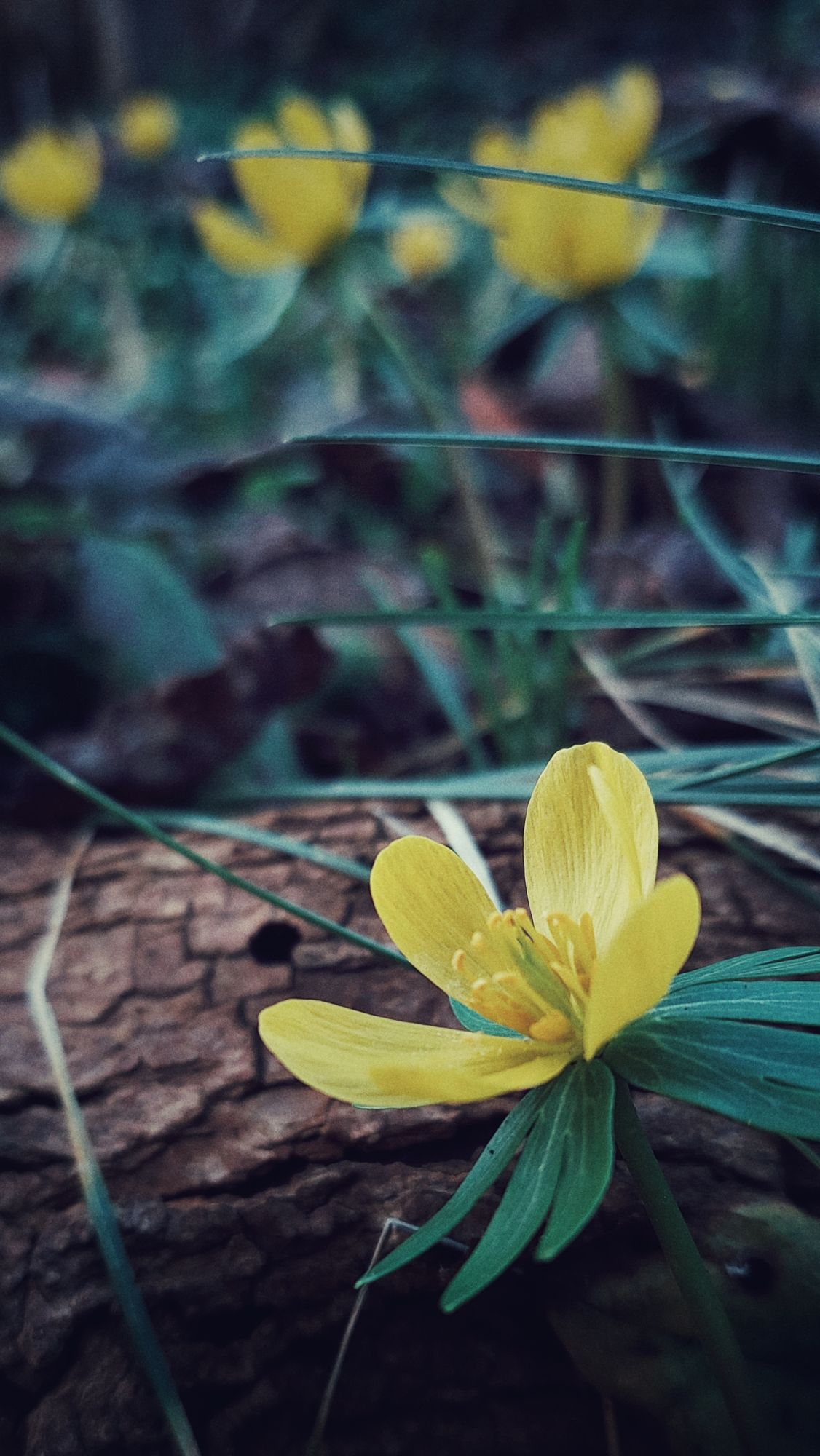 Yellow flowers on a green and brown wooden surface. 