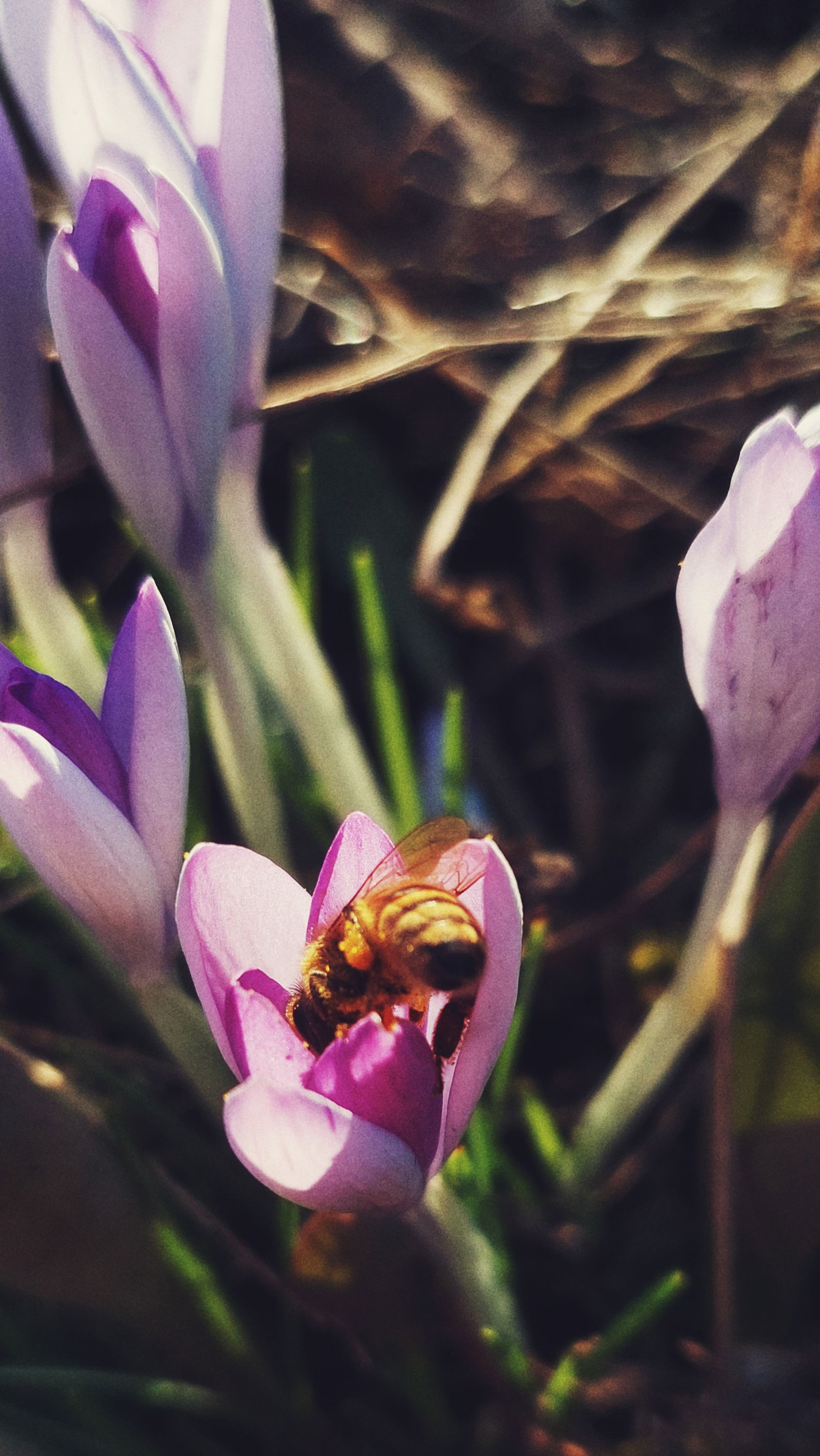 Bee, half hidden in a purple crocus flower.