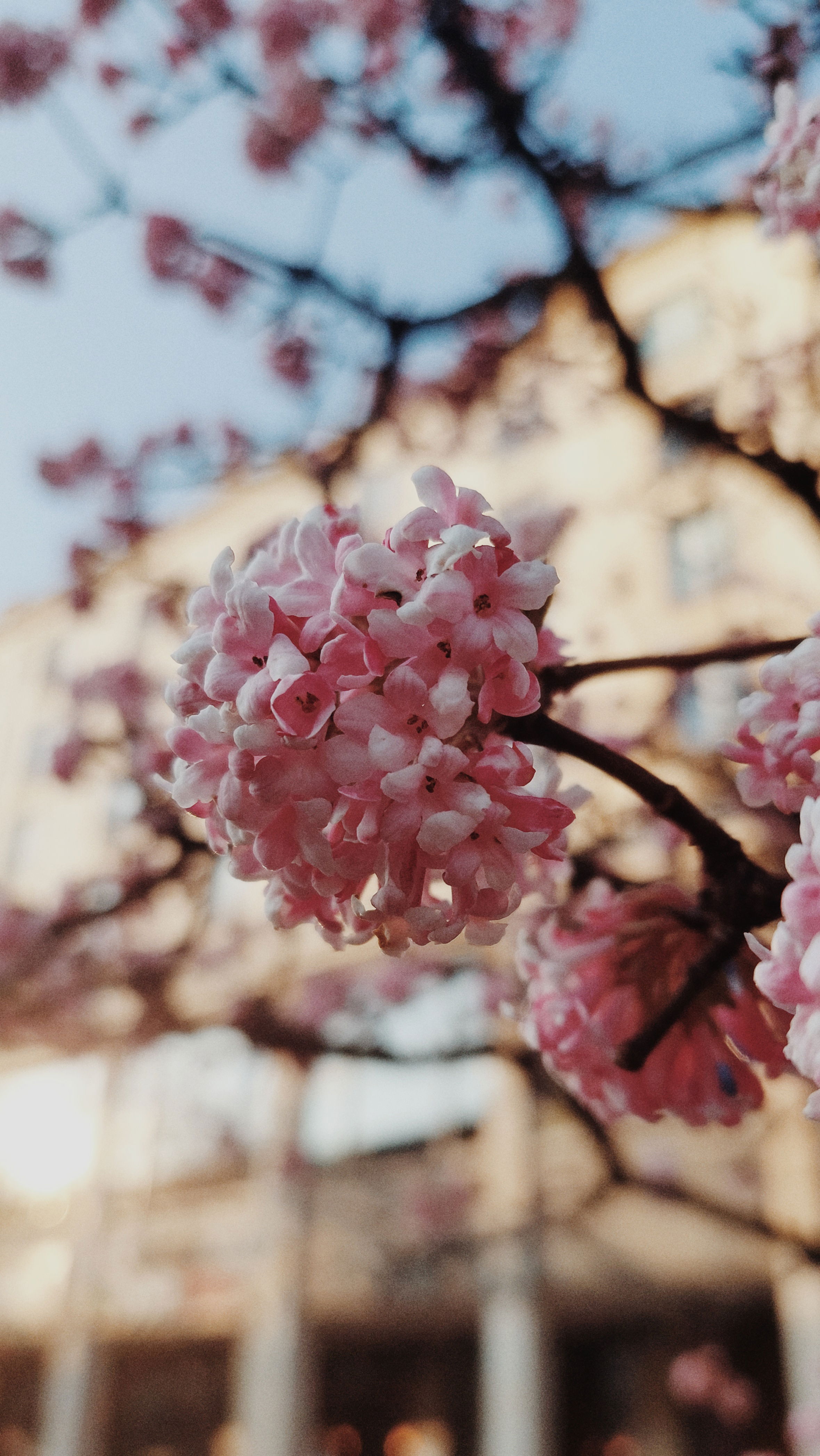 Pink blossoms in front of a building facade.