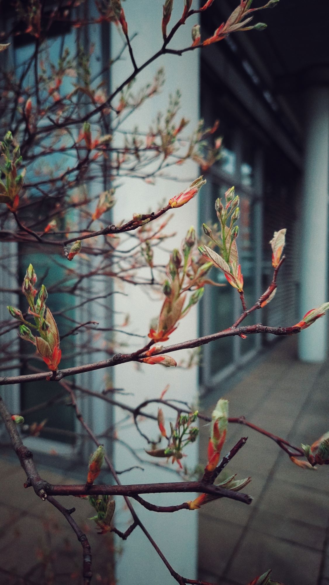 Spring blooming branches in front of an office building.
