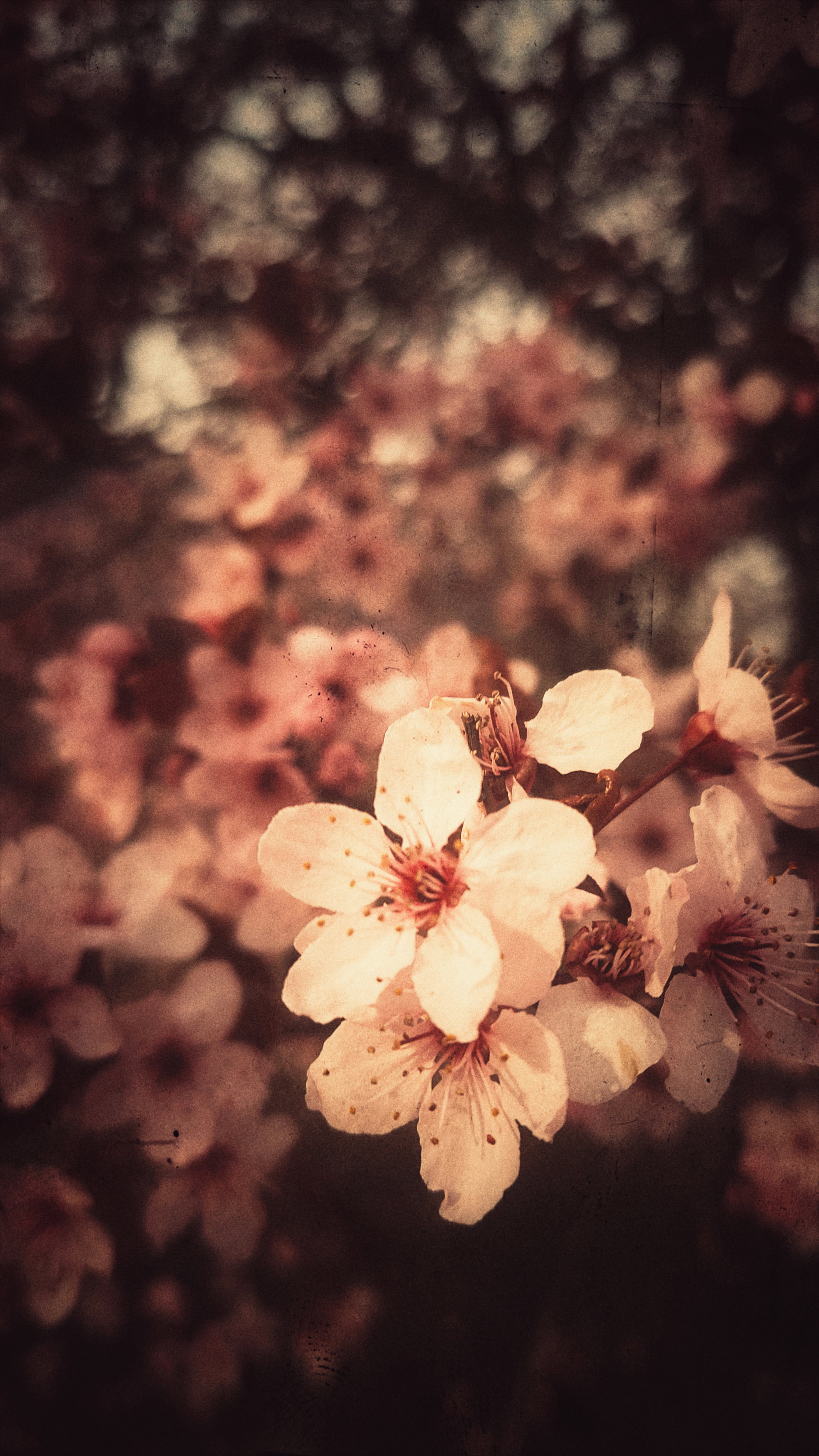 Cherry blossoms, a pile of them. Some close-up in front, many more in the back, slightly blurred.
