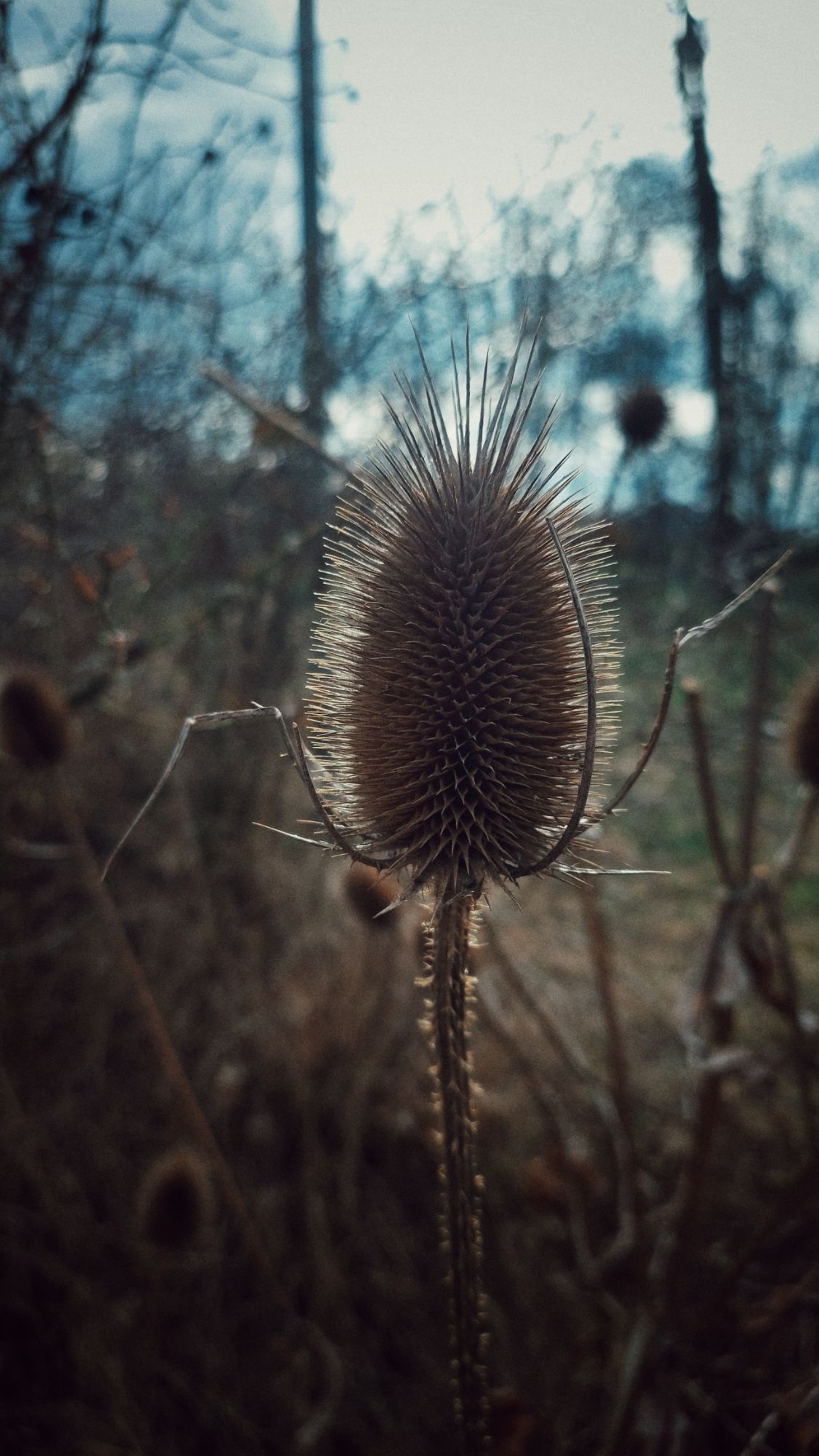 A dried thistle in late sunlight. 