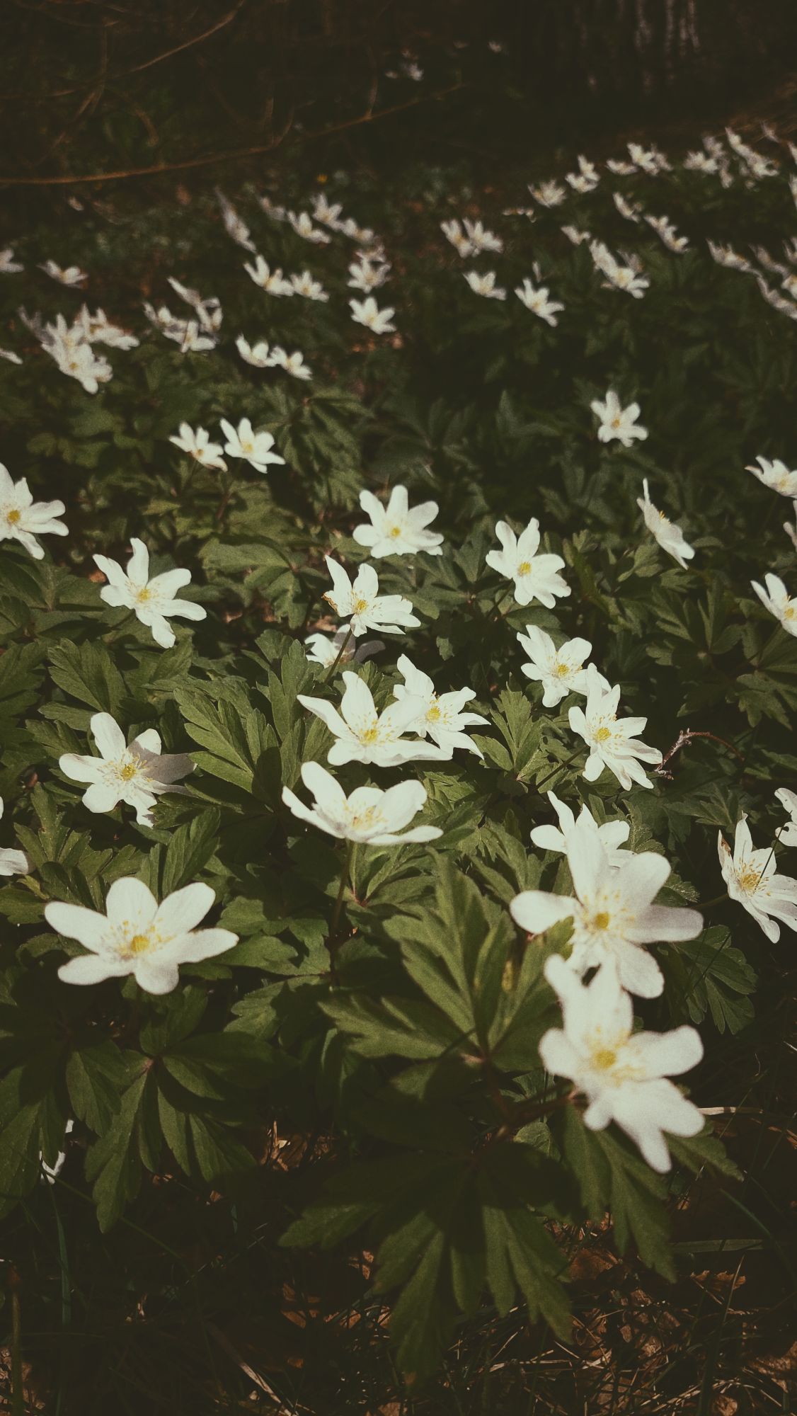 A carpet of white blossoms on green.