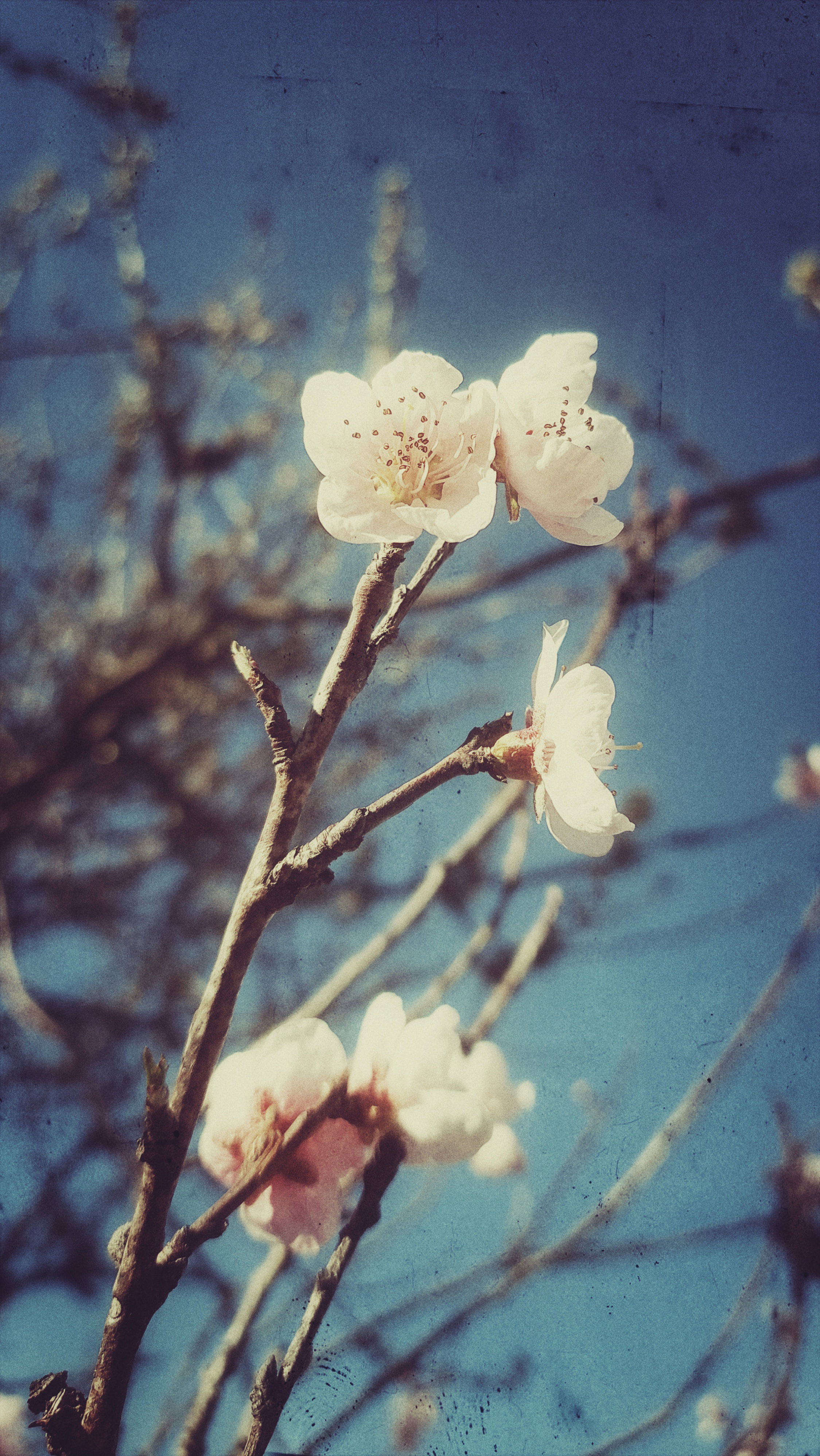 Peach tree blossoms in front of branches and blue sky. 