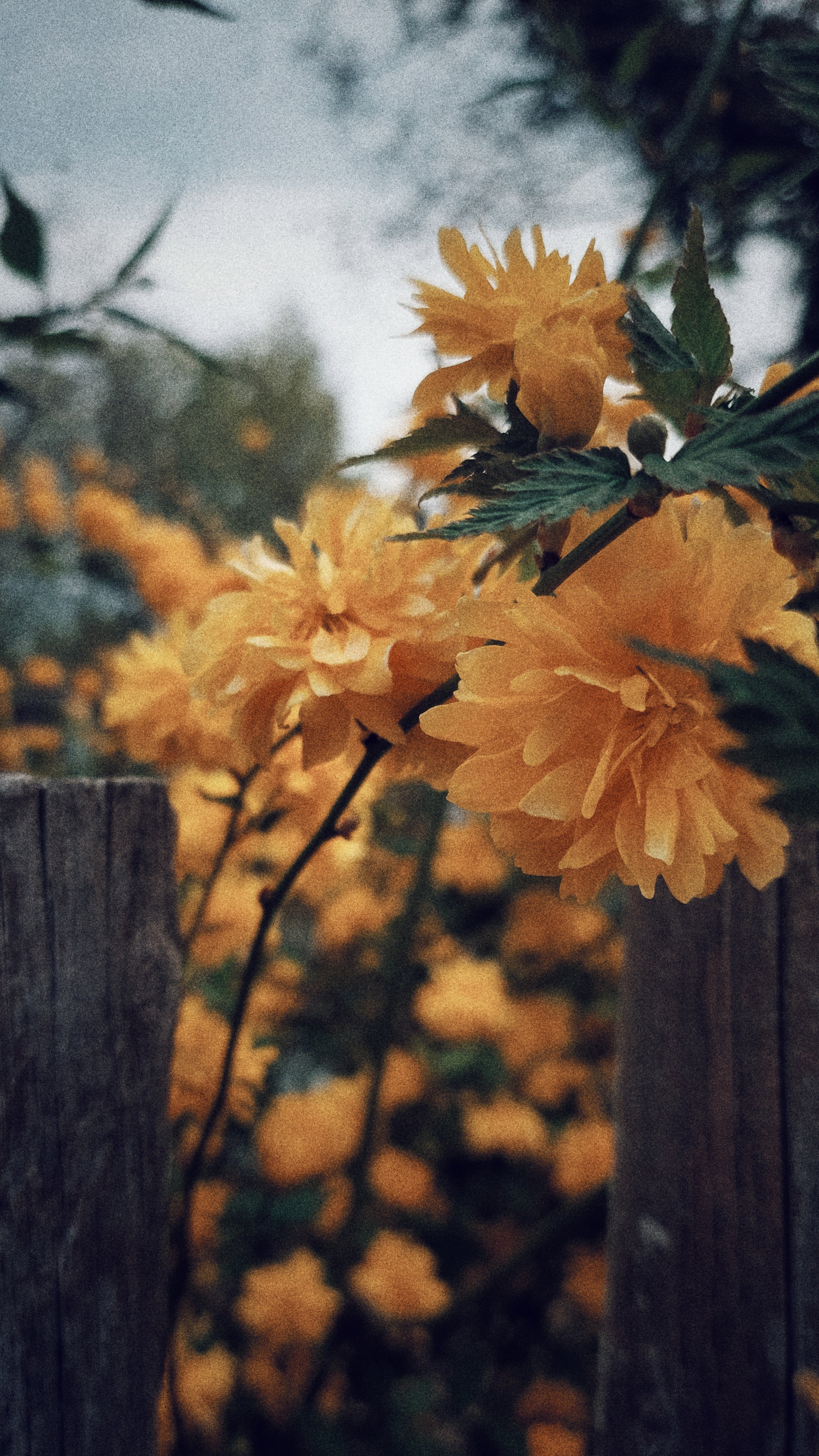 Yellow blossoms in an old garden, behind a wooden fence.