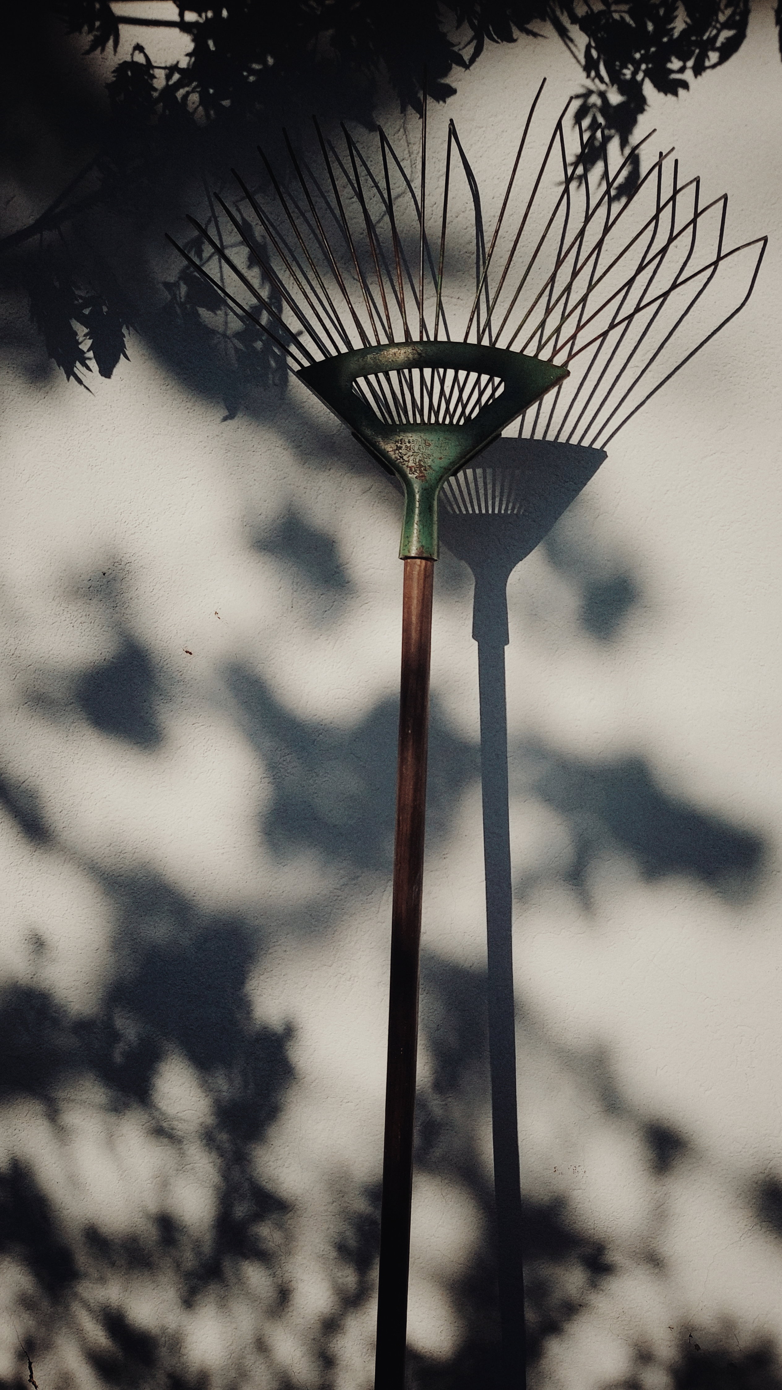 A gardening device and blackberry branches leaving strong shadows on a white wall.