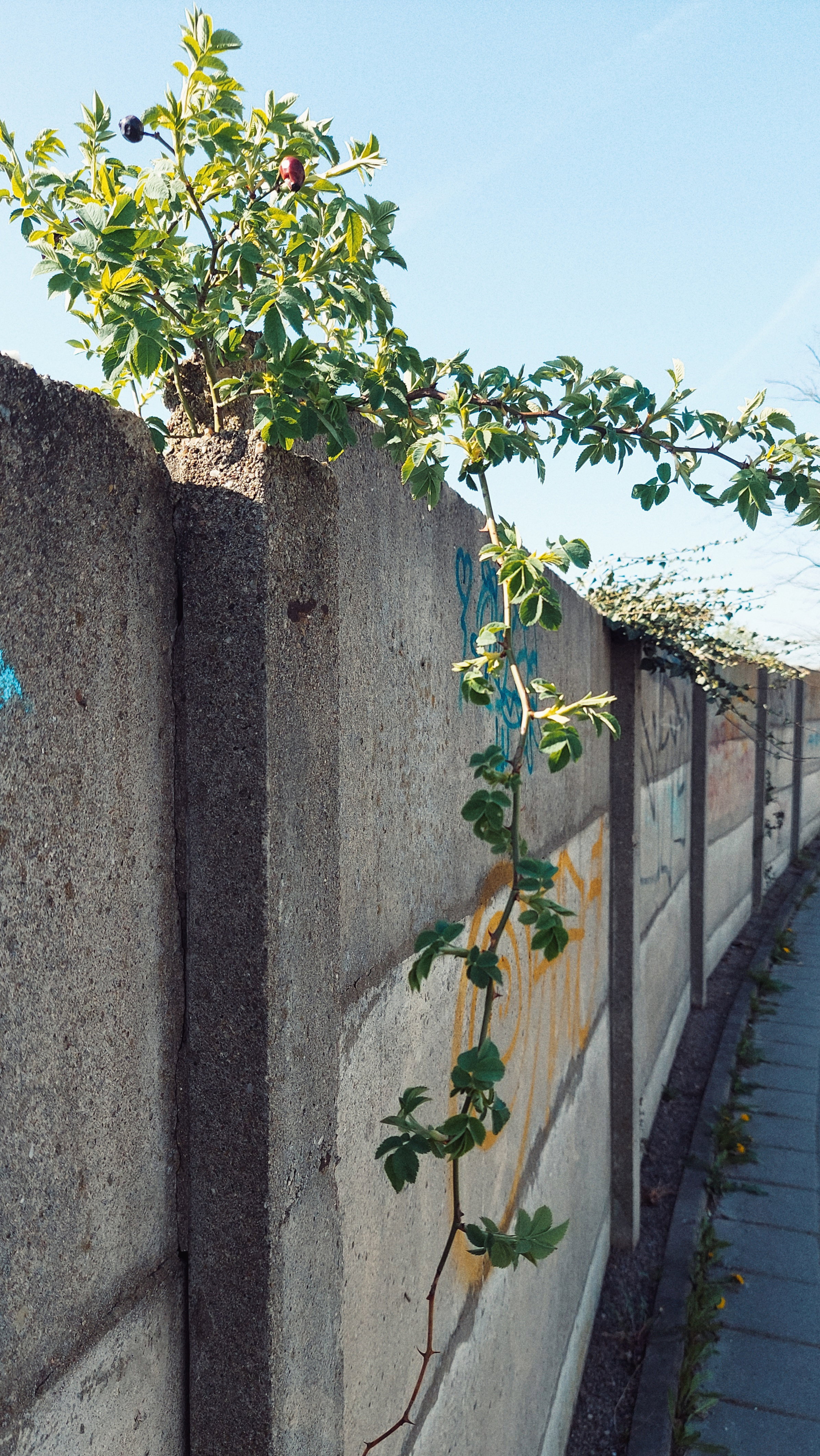 A rosebud bush growing across a solid concrete wall.