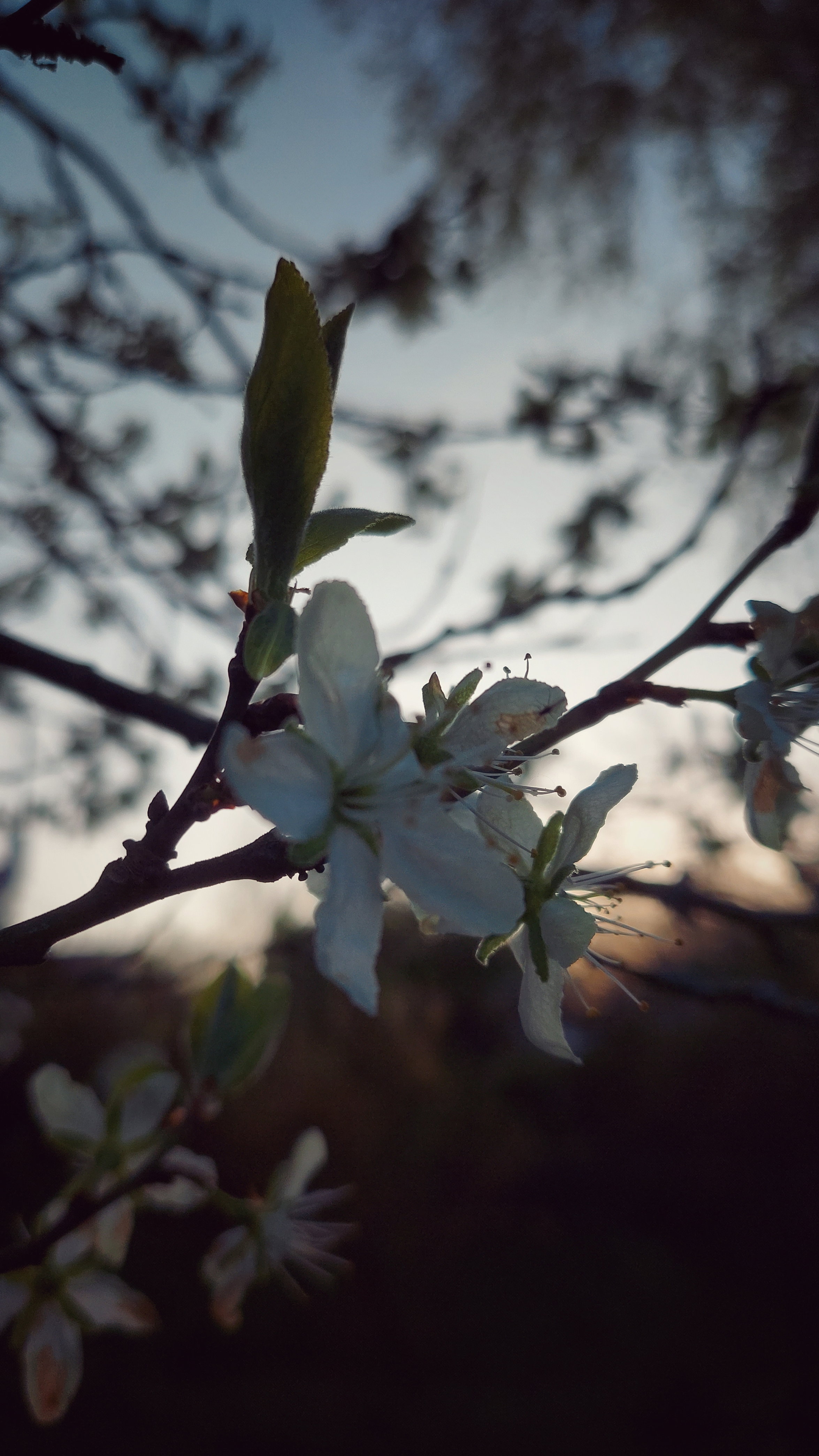 Blossoms on a plum tree, in front of sunset. 