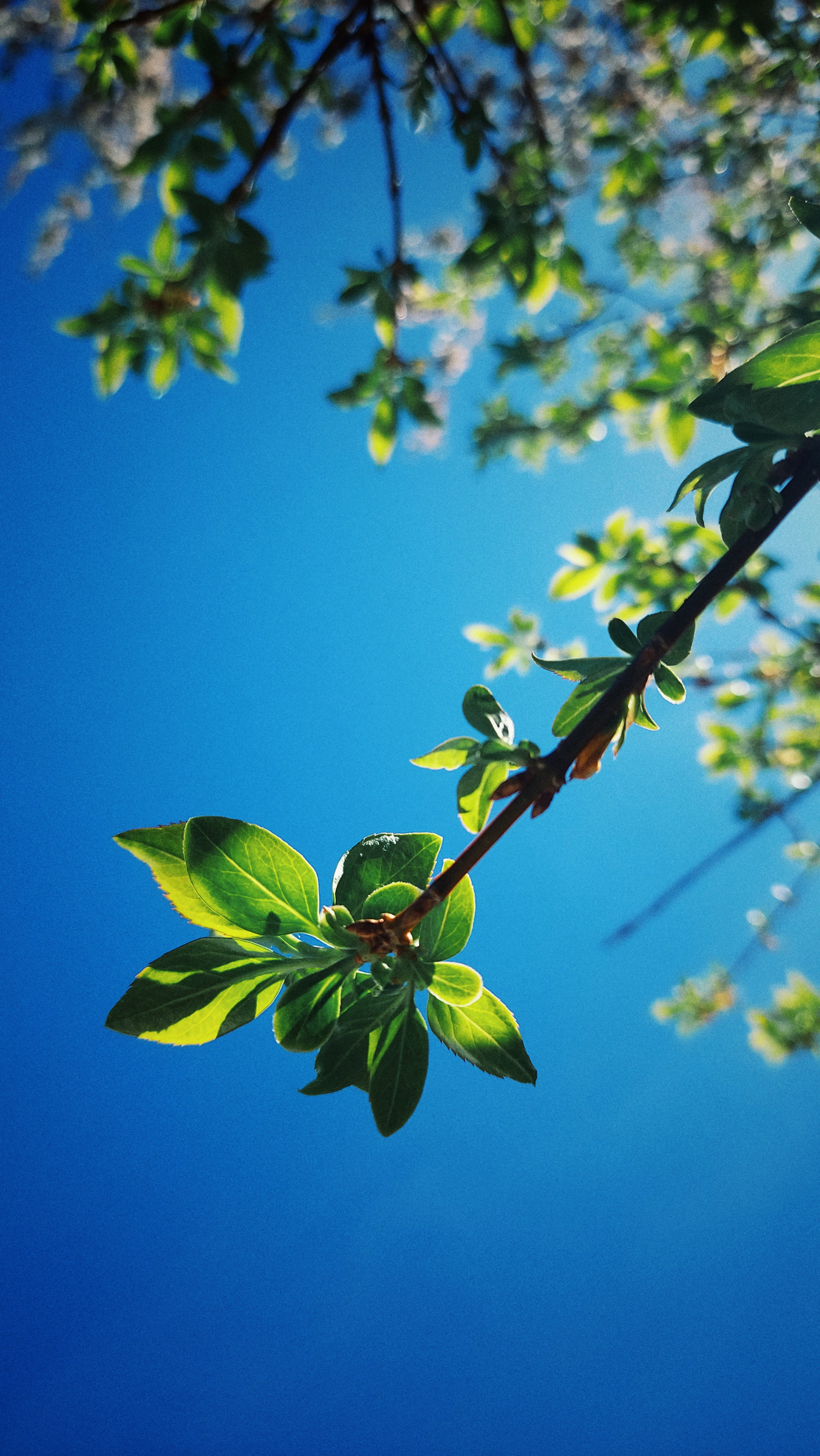 Forsythe branches in front of blue sky.