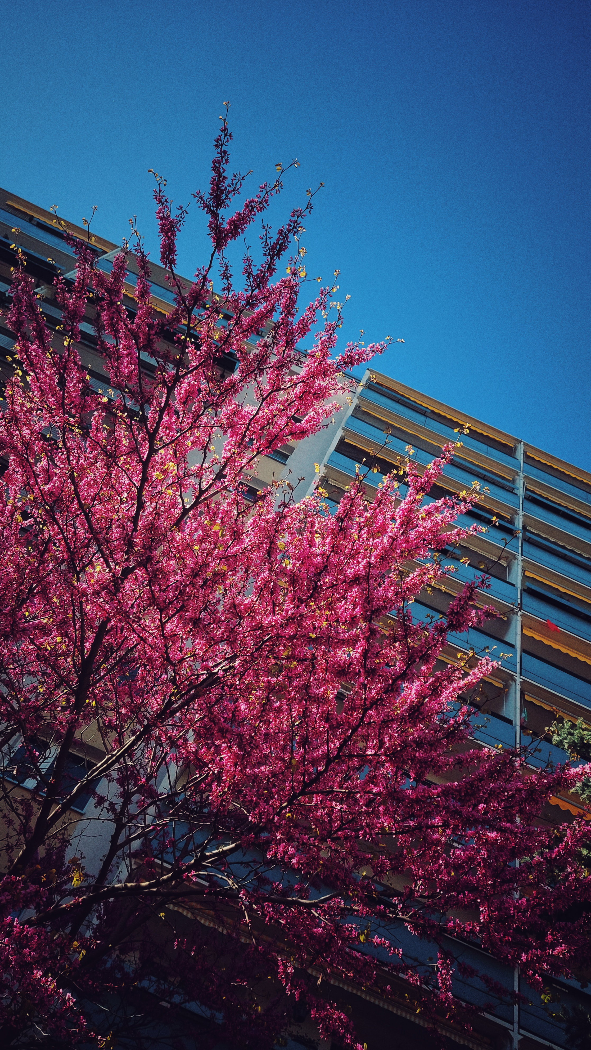 A bright pink bush in front of an East Modernist building. 