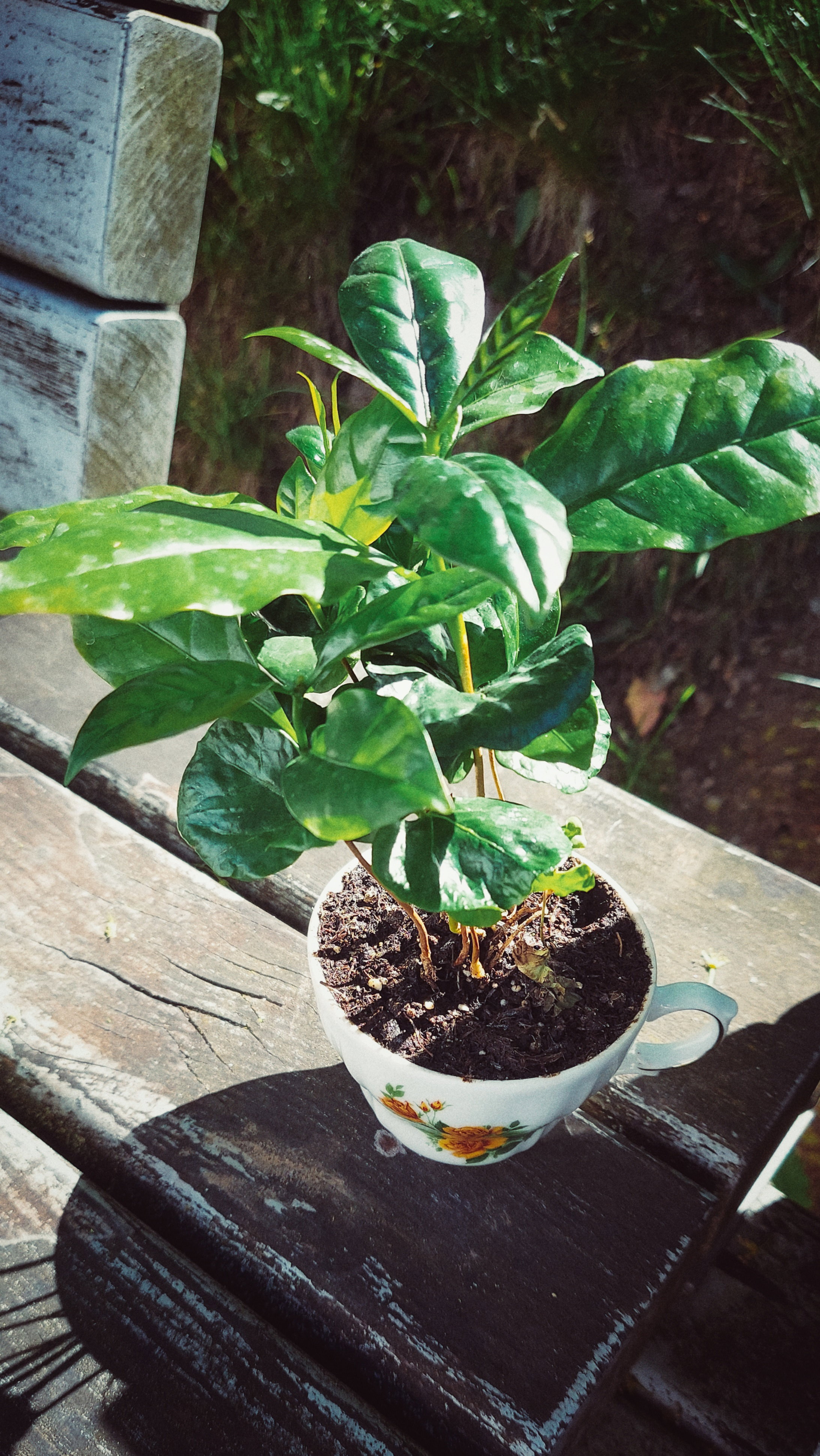 A small coffee plant in an old cup, resting on a bench.